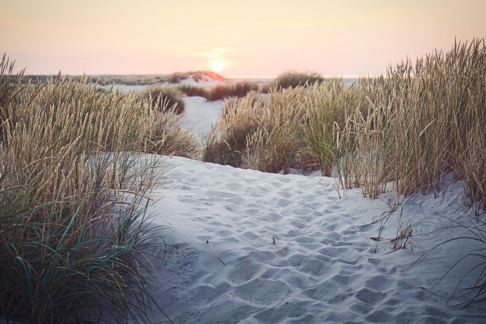 Canon EOS RP sample photo. Skagen, dune, grass photography