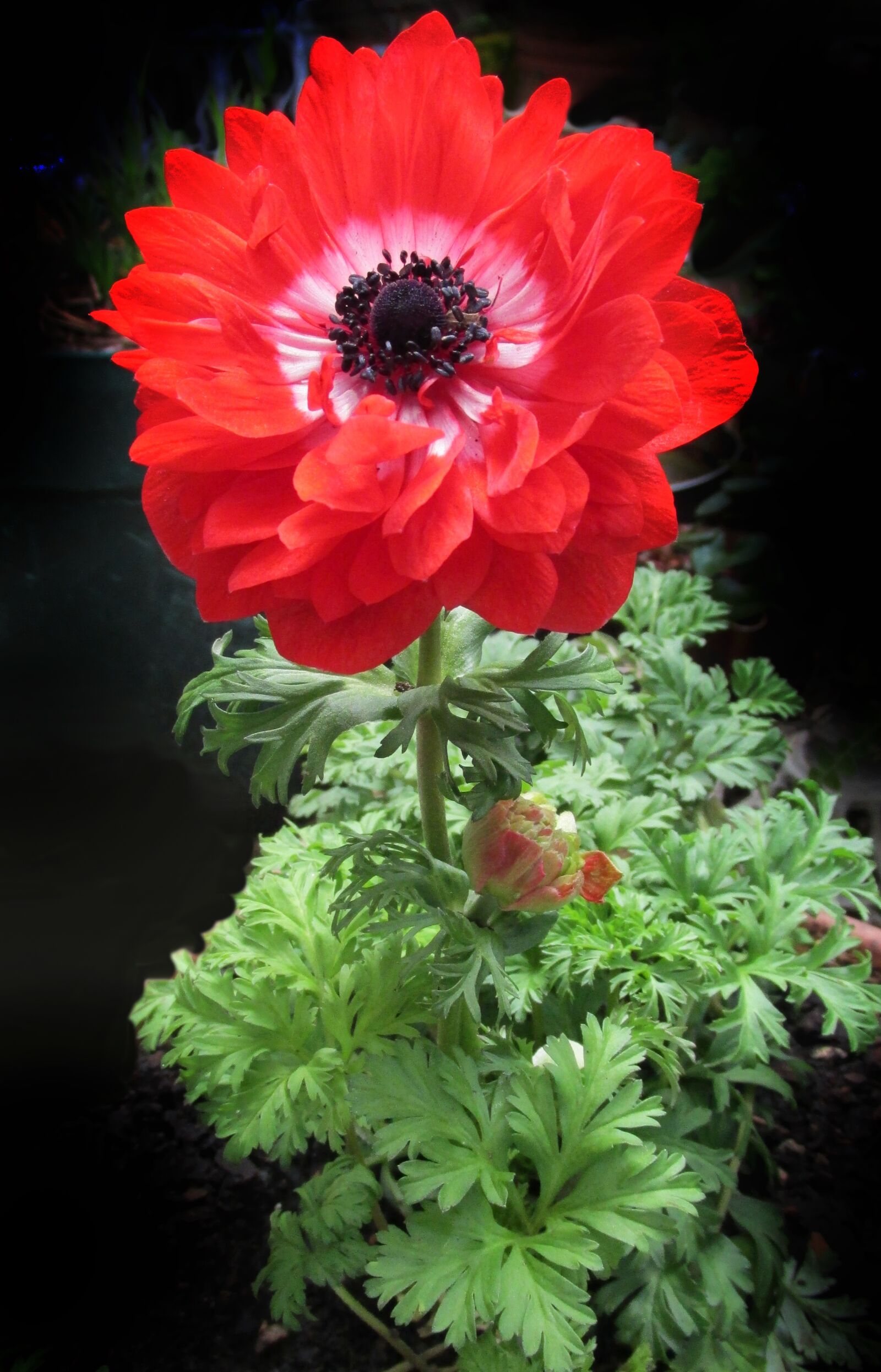Canon PowerShot SX170 IS sample photo. Anemone, double, red photography