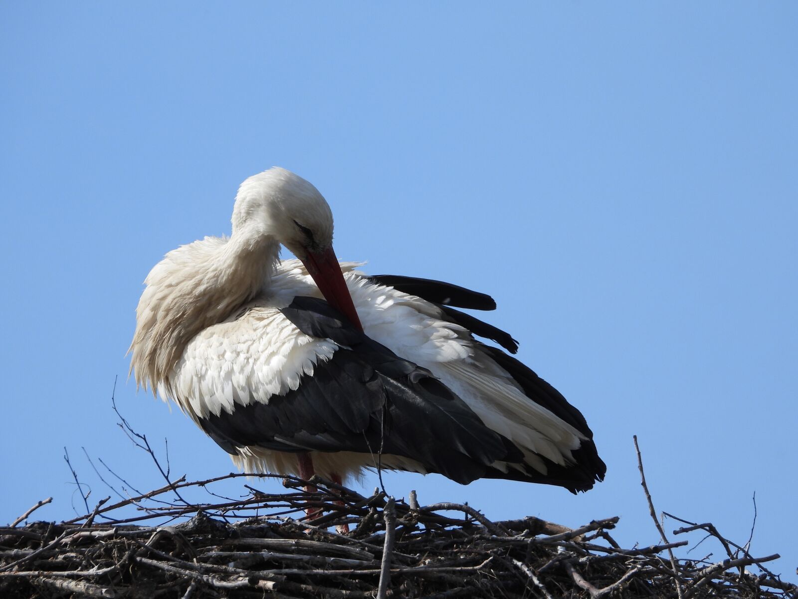 Nikon Coolpix P1000 sample photo. Stork, socket, spring photography