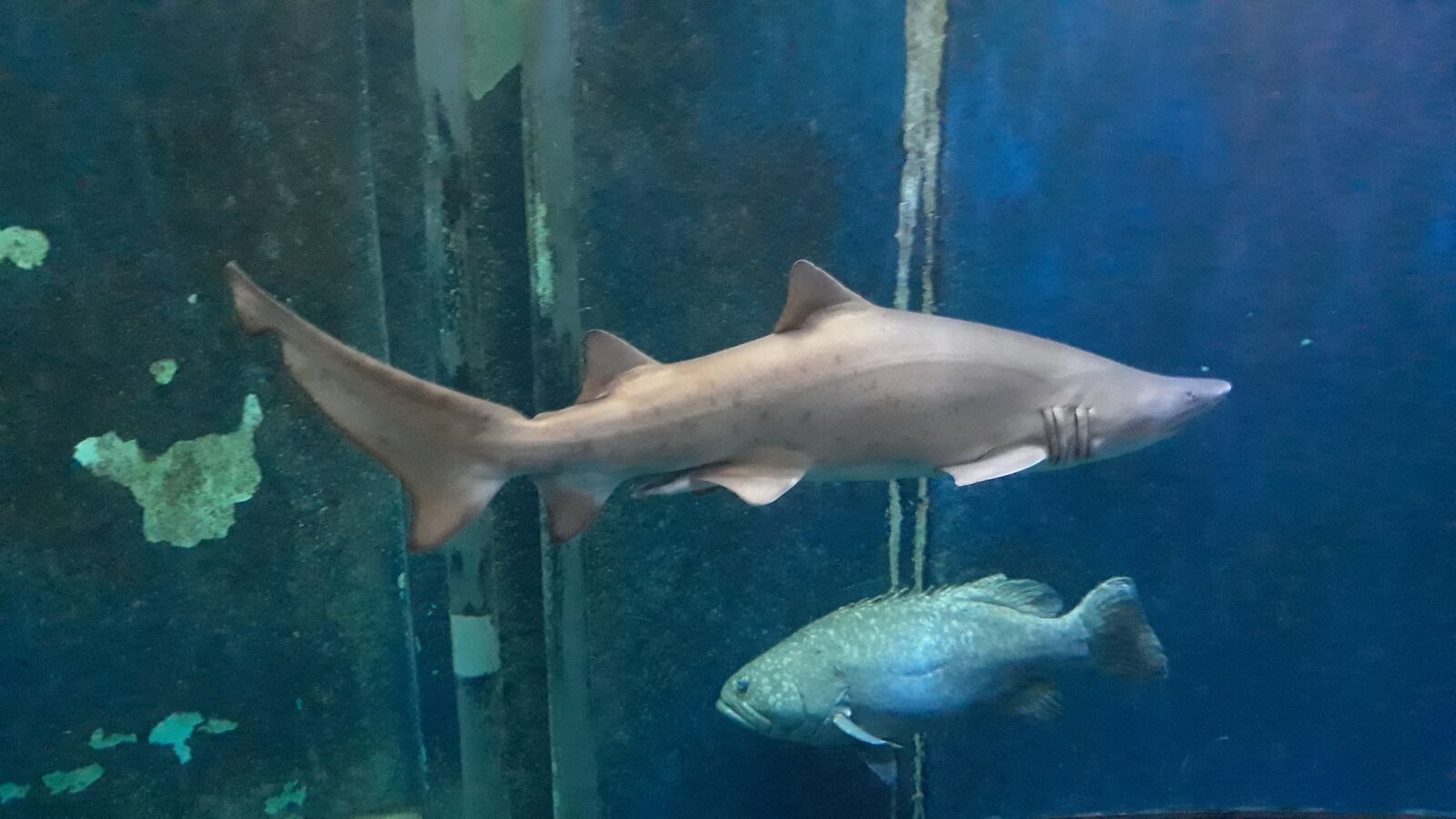 Samsung Galaxy J5 sample photo. Shark, aquarium, st malo photography
