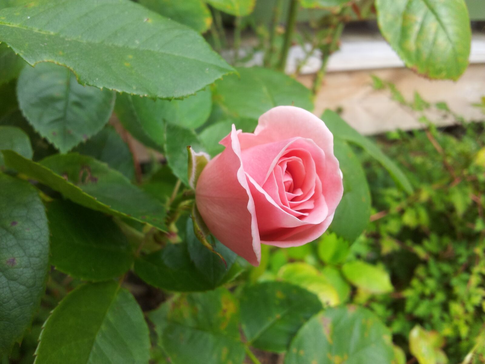 Samsung Galaxy S2 sample photo. Pink rose, pink, ros photography