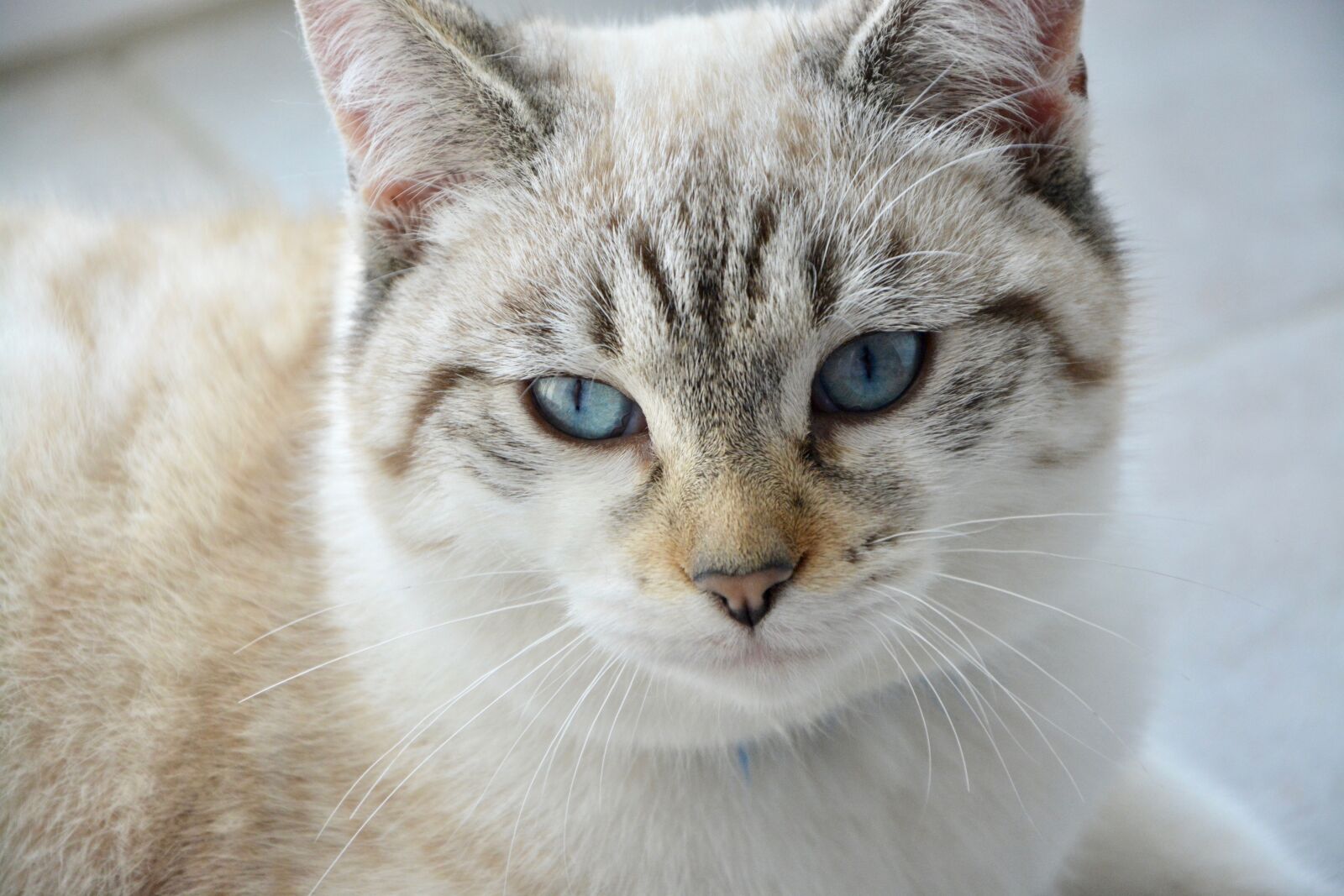 Nikon D5200 sample photo. Cat, young cat, feline photography