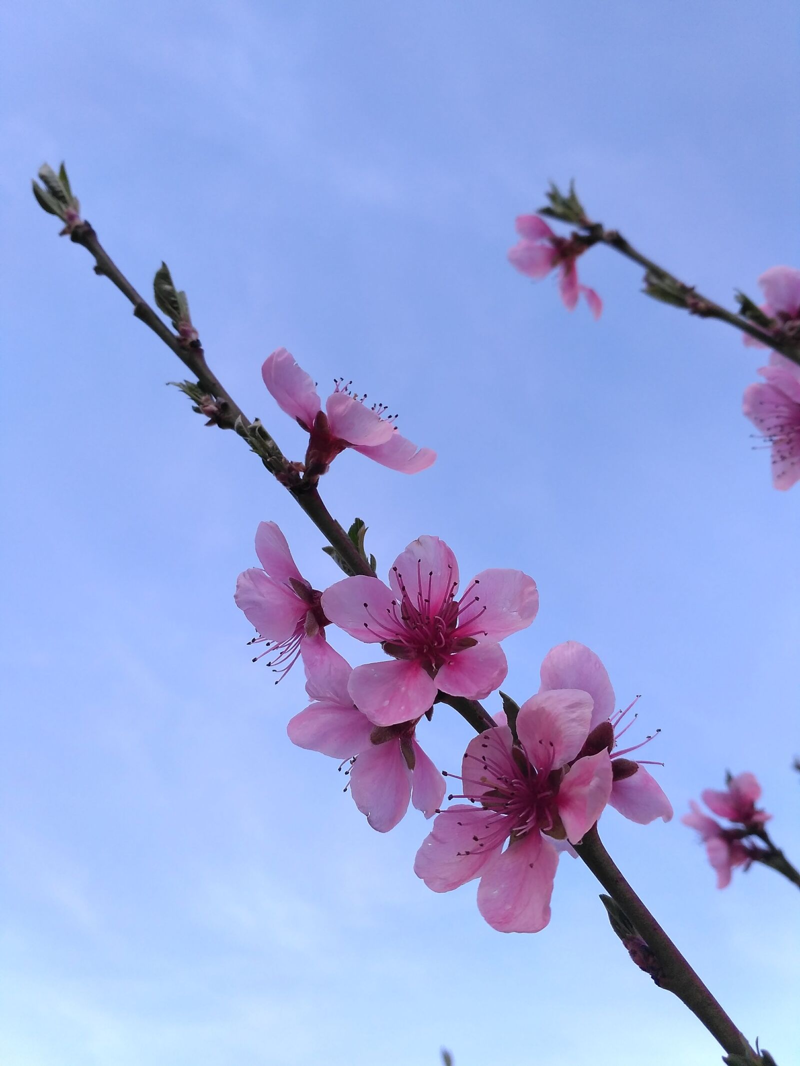 Xiaomi Redmi 3S sample photo. Flowers, flower, pink photography