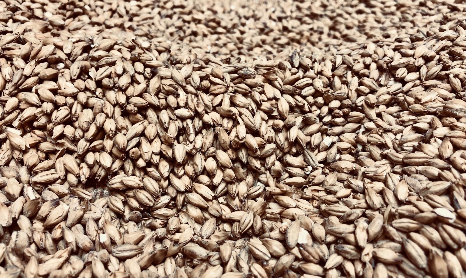 Apple iPhone X sample photo. Barley, cereals, grain photography