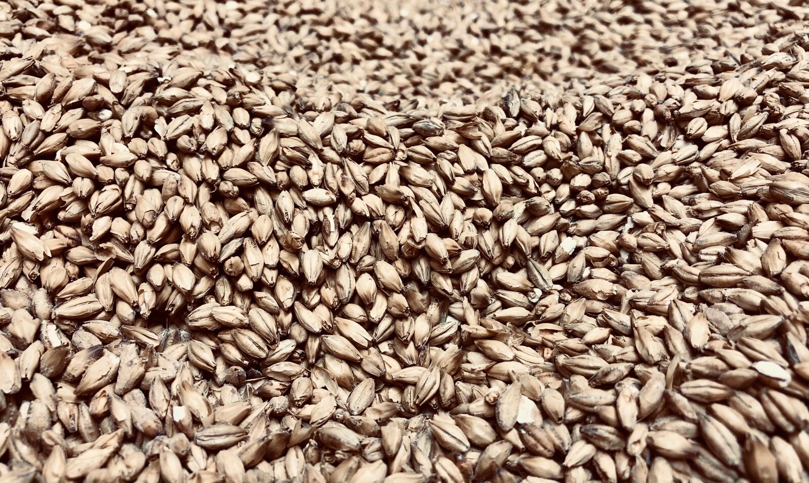 iPhone X back dual camera 4mm f/1.8 sample photo. Barley, cereals, grain photography