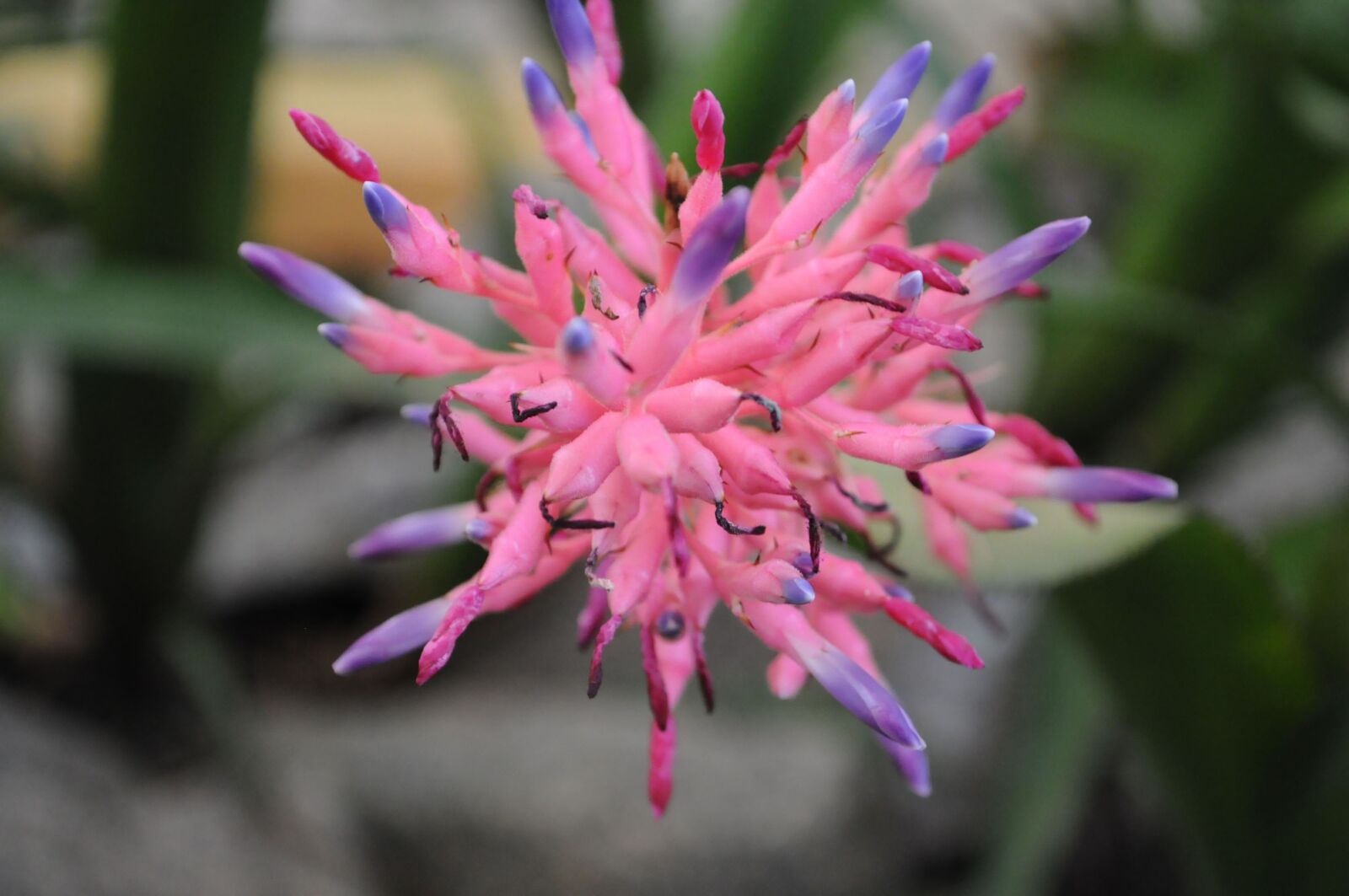Nikon D5000 sample photo. Flower, rosa, nature photography