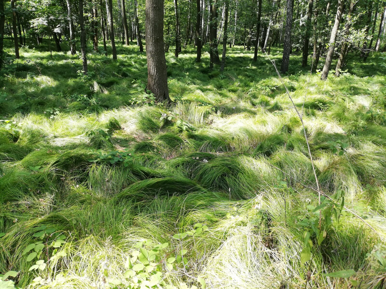 HUAWEI P20 lite sample photo. Forest, tree, grass photography