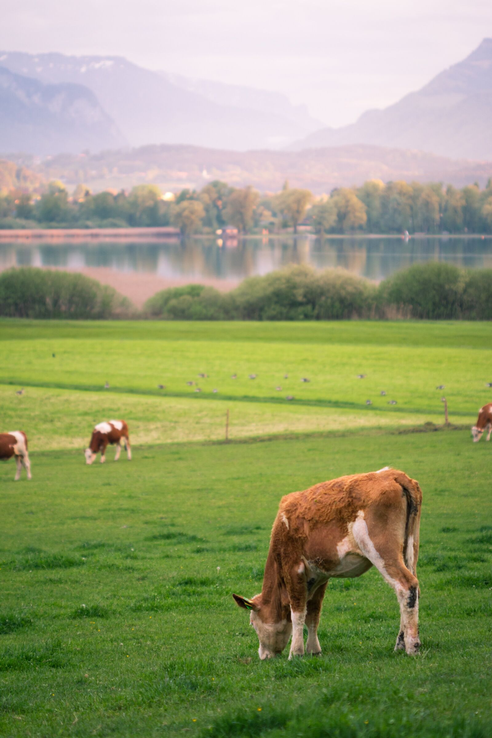 Canon EOS 70D + Canon EF 100mm F2.8 Macro USM sample photo. Cow, lake, graze photography