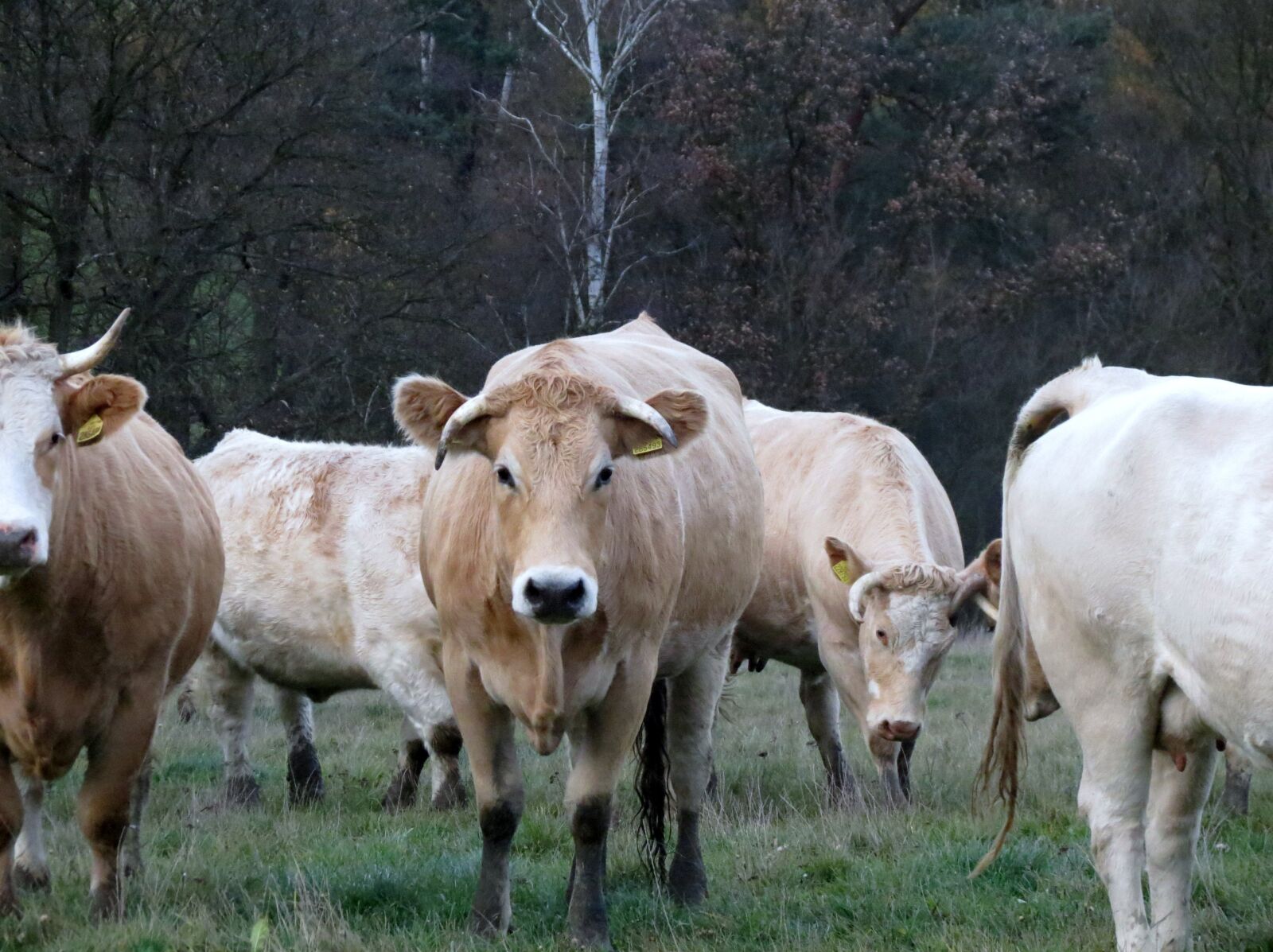 Canon PowerShot SX40 HS sample photo. Cow, pen, herd photography