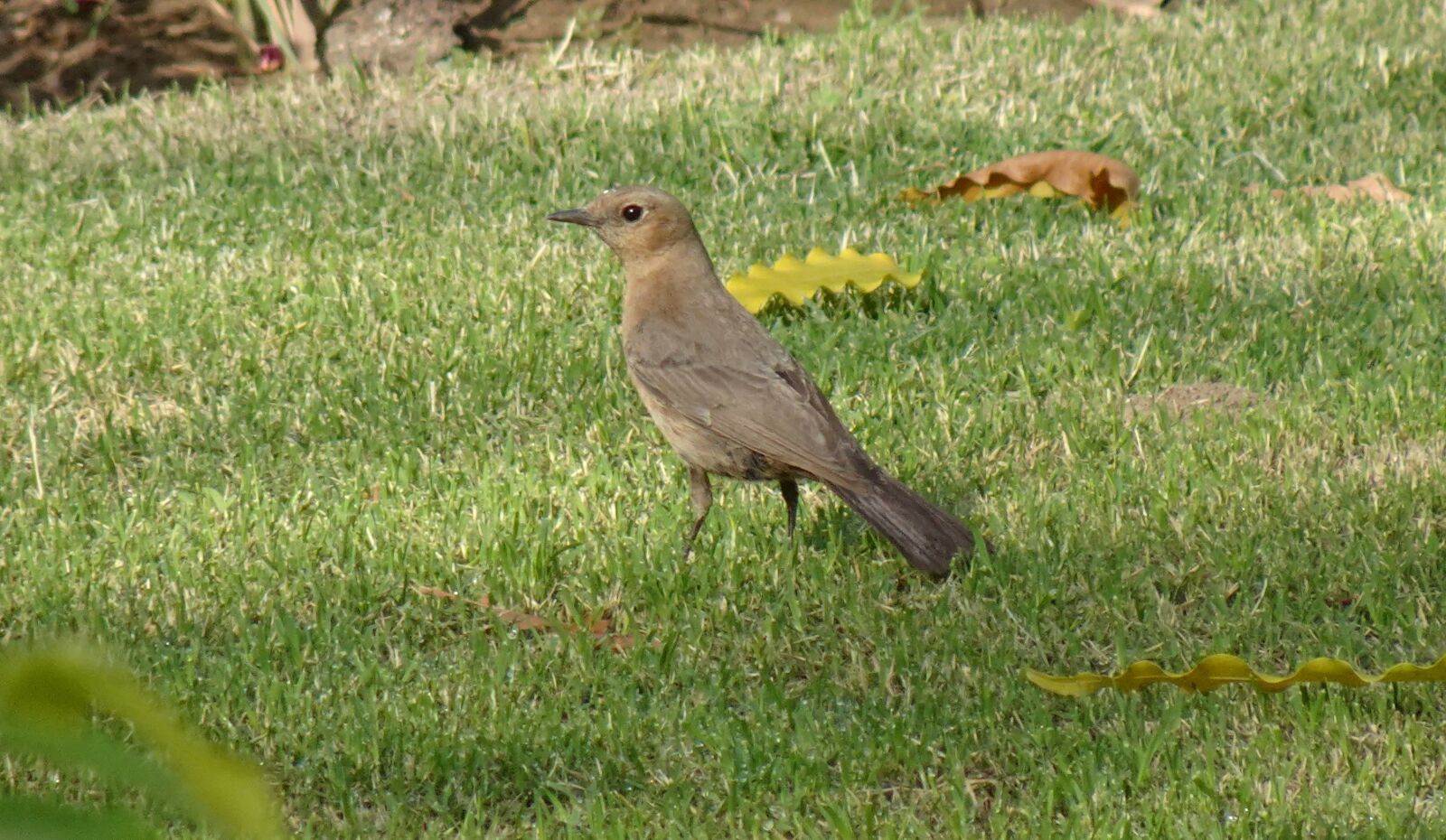 Sony DSC-WX800 sample photo. Bird, brown rock chat photography