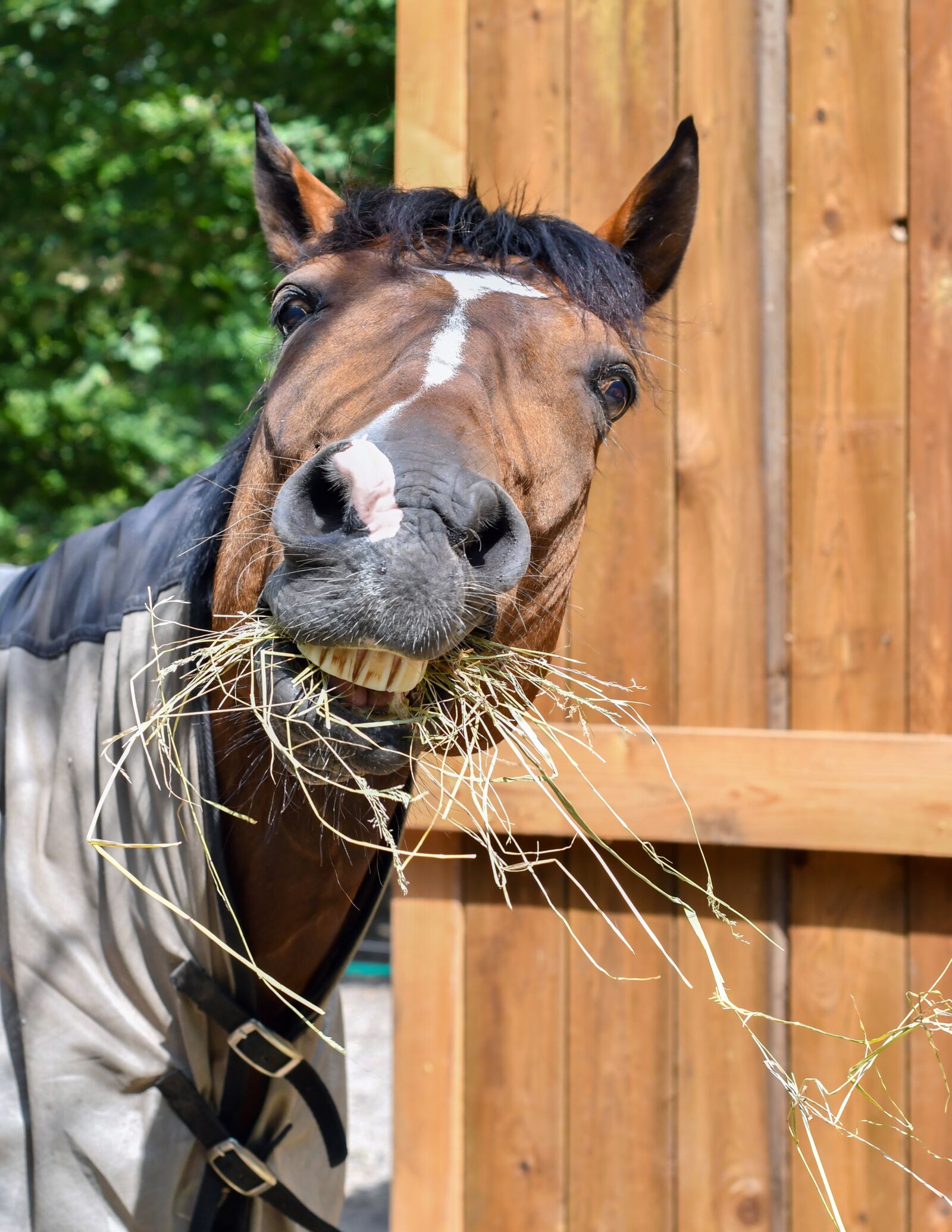 Nikon D500 sample photo. Horse, eat, funny photography