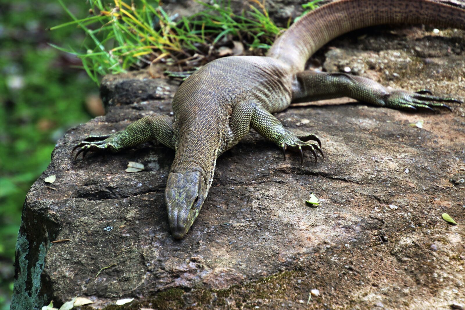 Canon EOS 80D sample photo. Nature, iguanas, reptiles photography