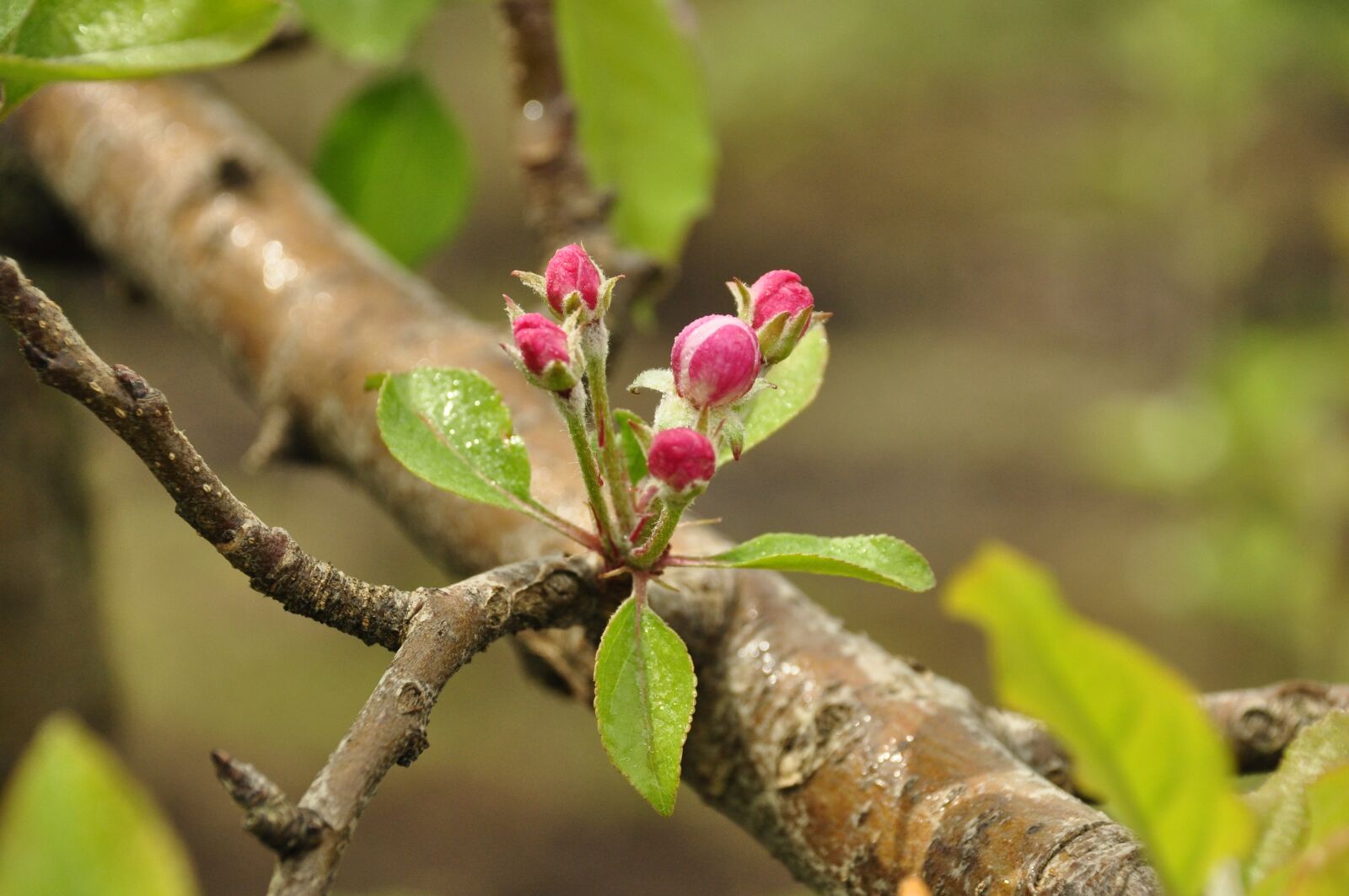 Nikon D5000 sample photo. Apple, flower, fruit photography