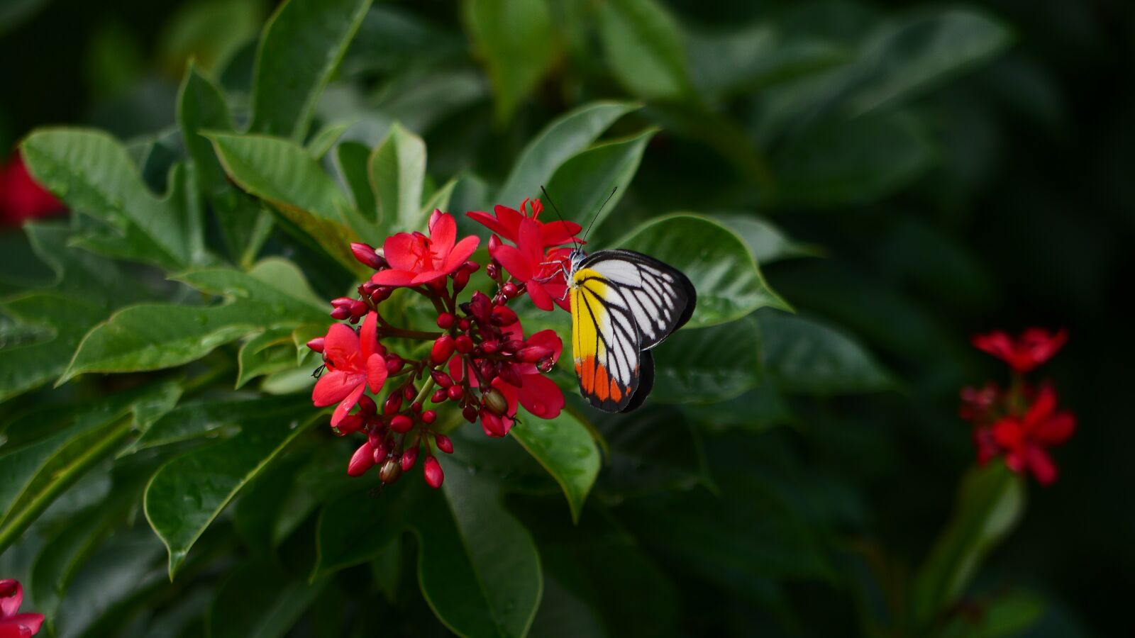 Panasonic Lumix DMC-GH3 sample photo. Red, flower, butterfly photography