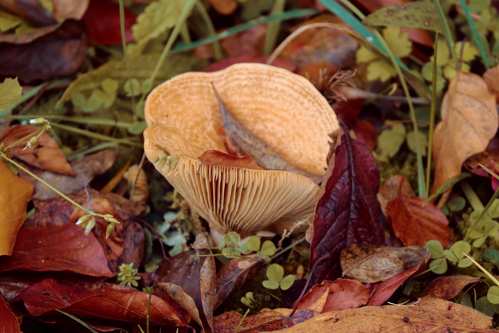 Canon EOS 200D (EOS Rebel SL2 / EOS Kiss X9) sample photo. Mushroom, disc fungus, autumn photography