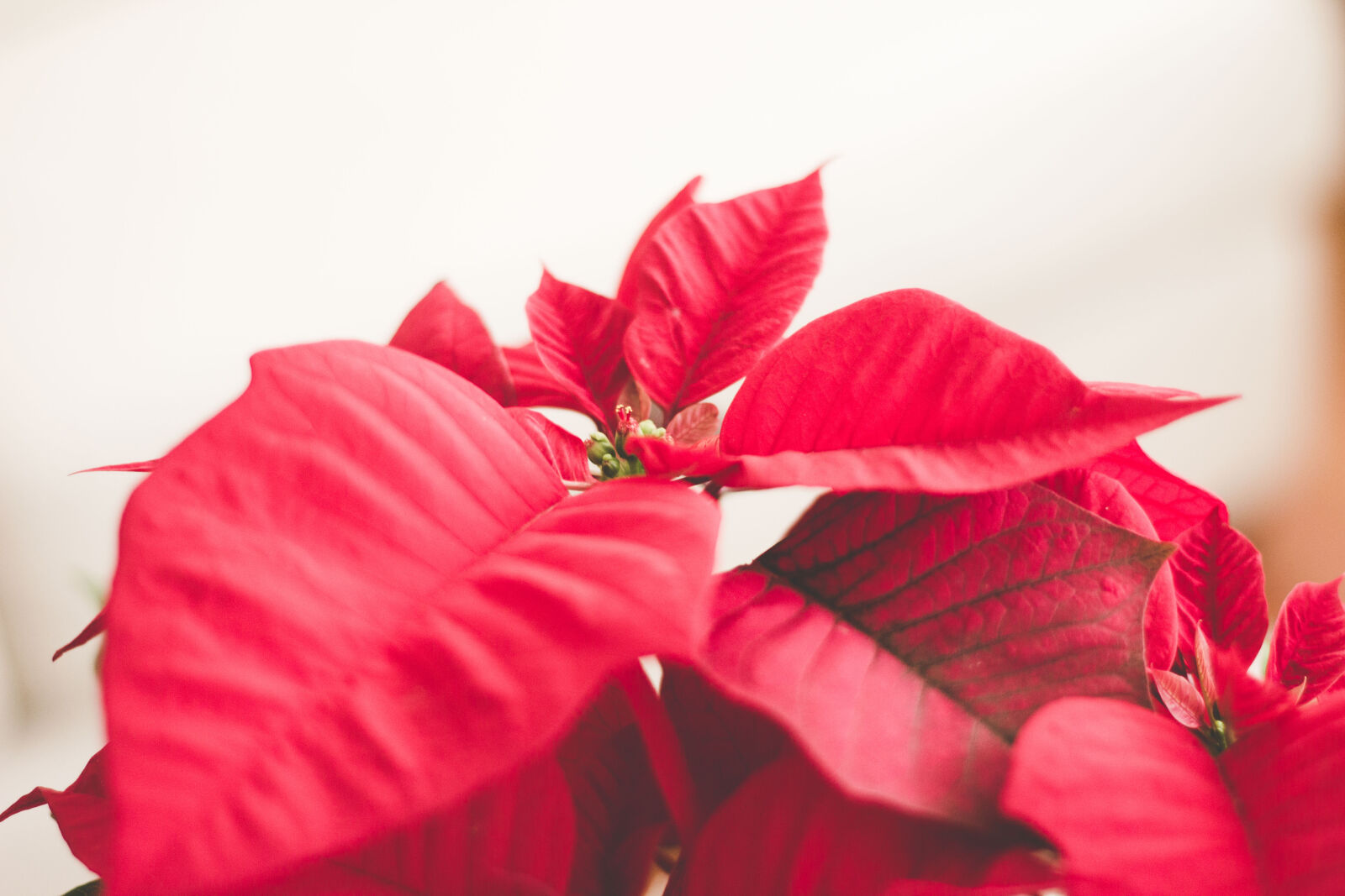 Canon EF 50mm F1.8 II sample photo. Christmas, holiday, holidays, leafs photography