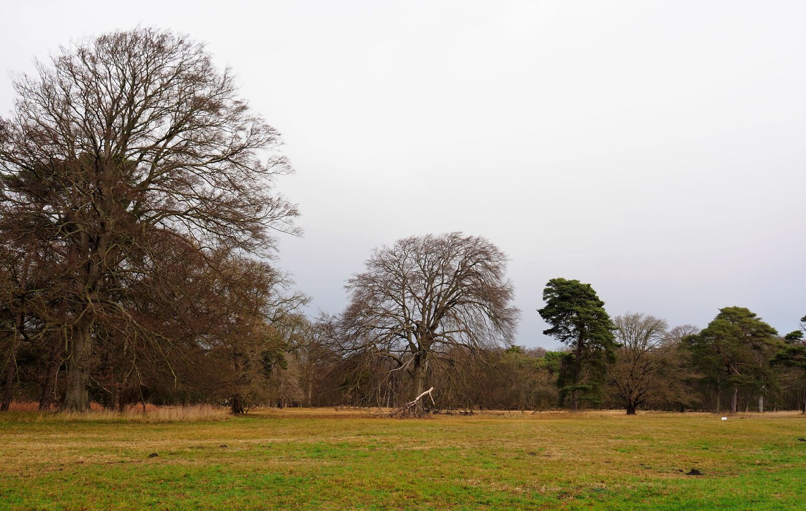 Olympus OM-D E-M10 II sample photo. Landscape, nature, trees photography