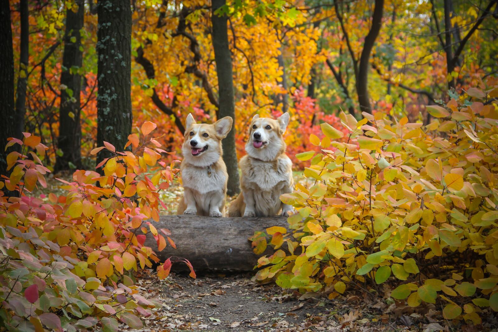 Canon EOS 550D (EOS Rebel T2i / EOS Kiss X4) sample photo. Corgi, dogs, log photography