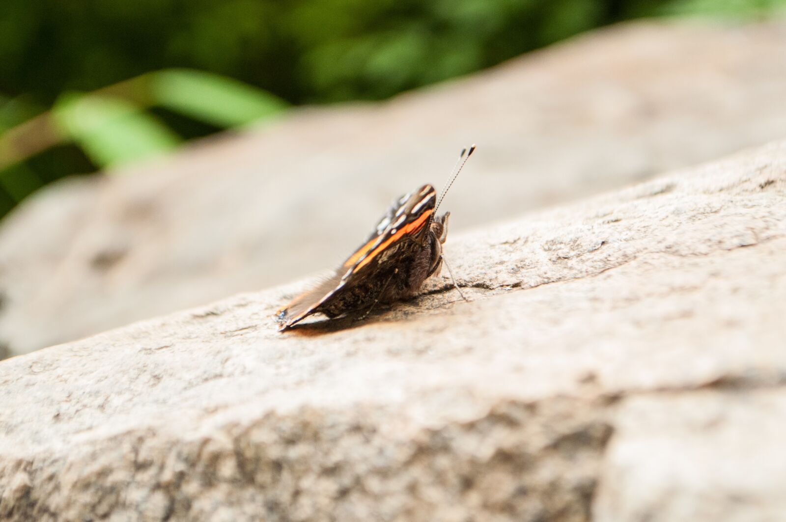 Nikon D5000 sample photo. Butterfly, nature, insect photography