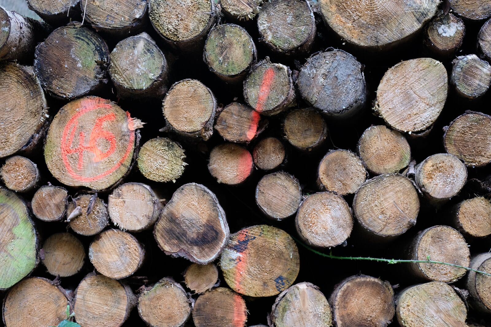 Fujifilm X-T20 sample photo. Wood, tree trunks, altholz photography