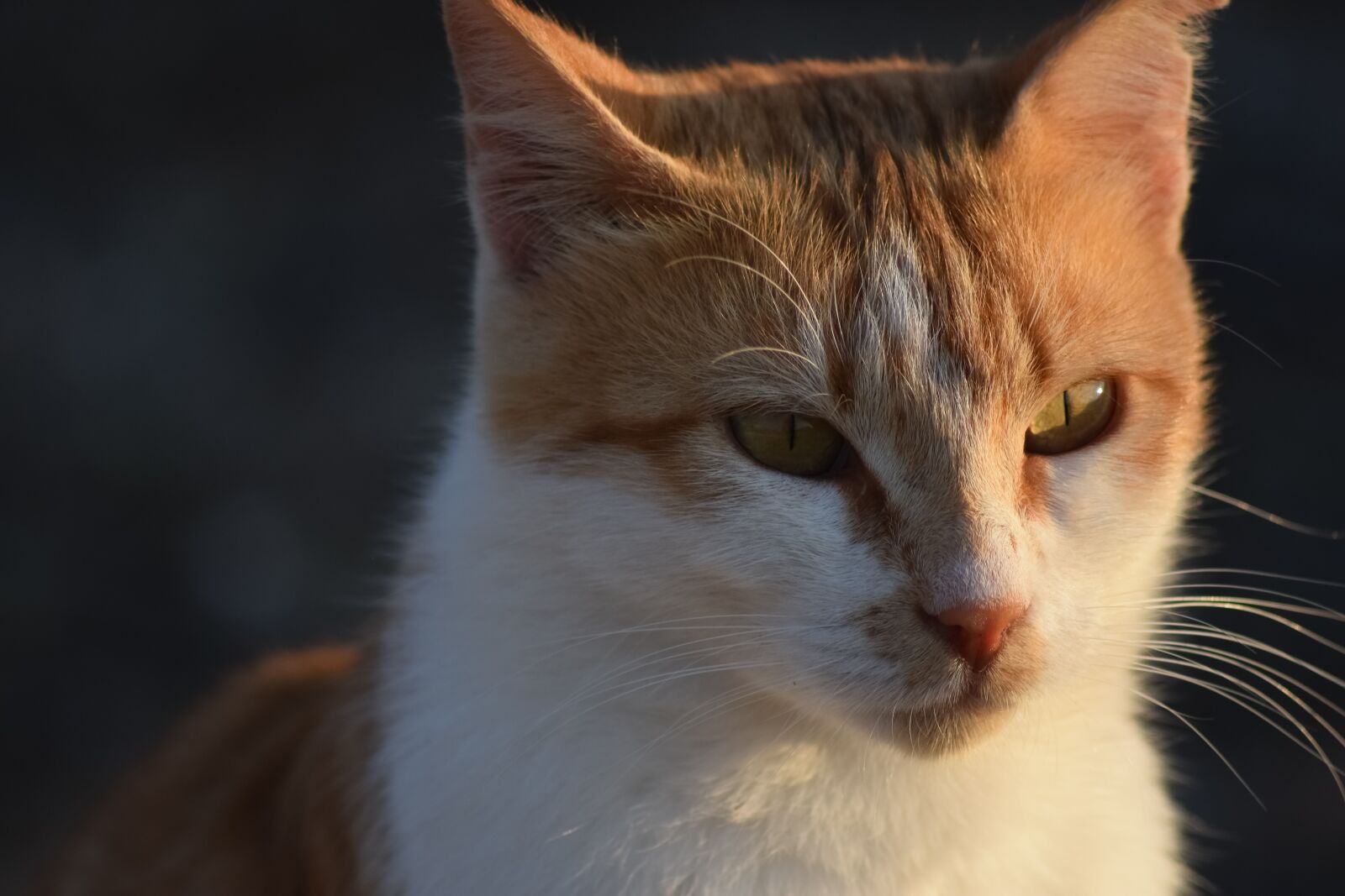 Nikon D3300 sample photo. Cat, stray, nature photography