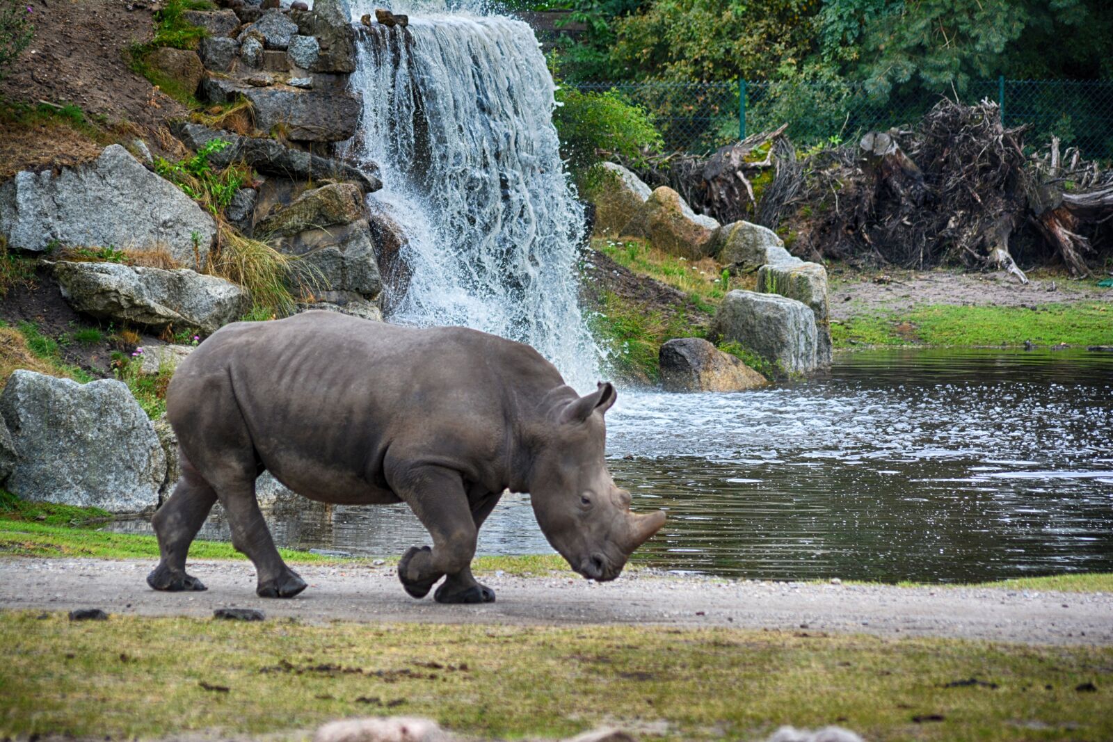 Nikon D5200 sample photo. Rhino, waterfall, animal world photography