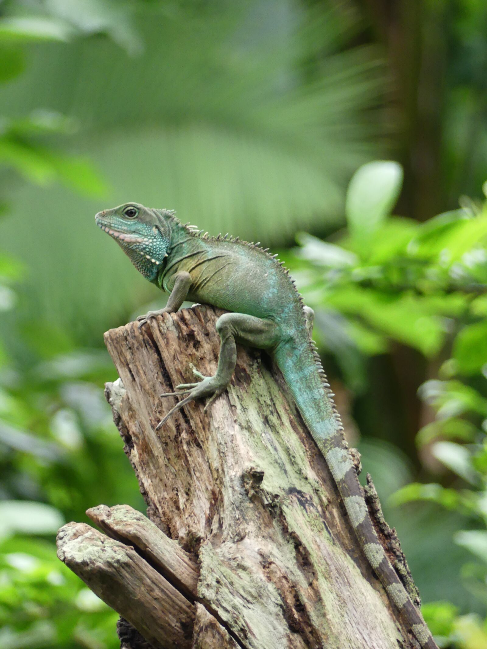 Panasonic Lumix DMC-FZ300 sample photo. Lizard, iguana, jungle photography