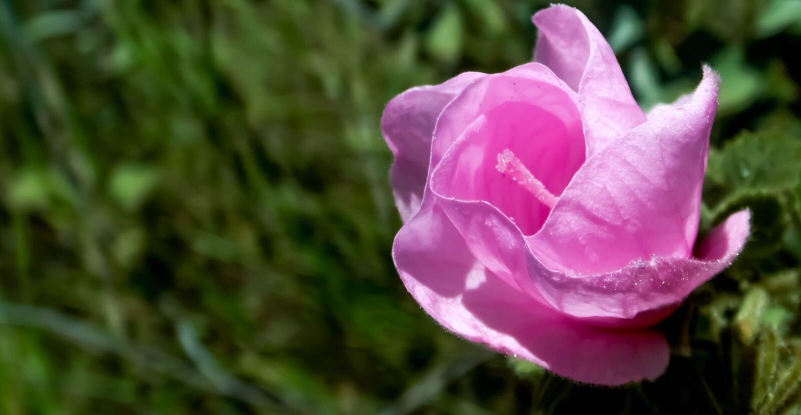 Samsung WB100/  WB101 sample photo. Malvacea, flower, cerrado photography