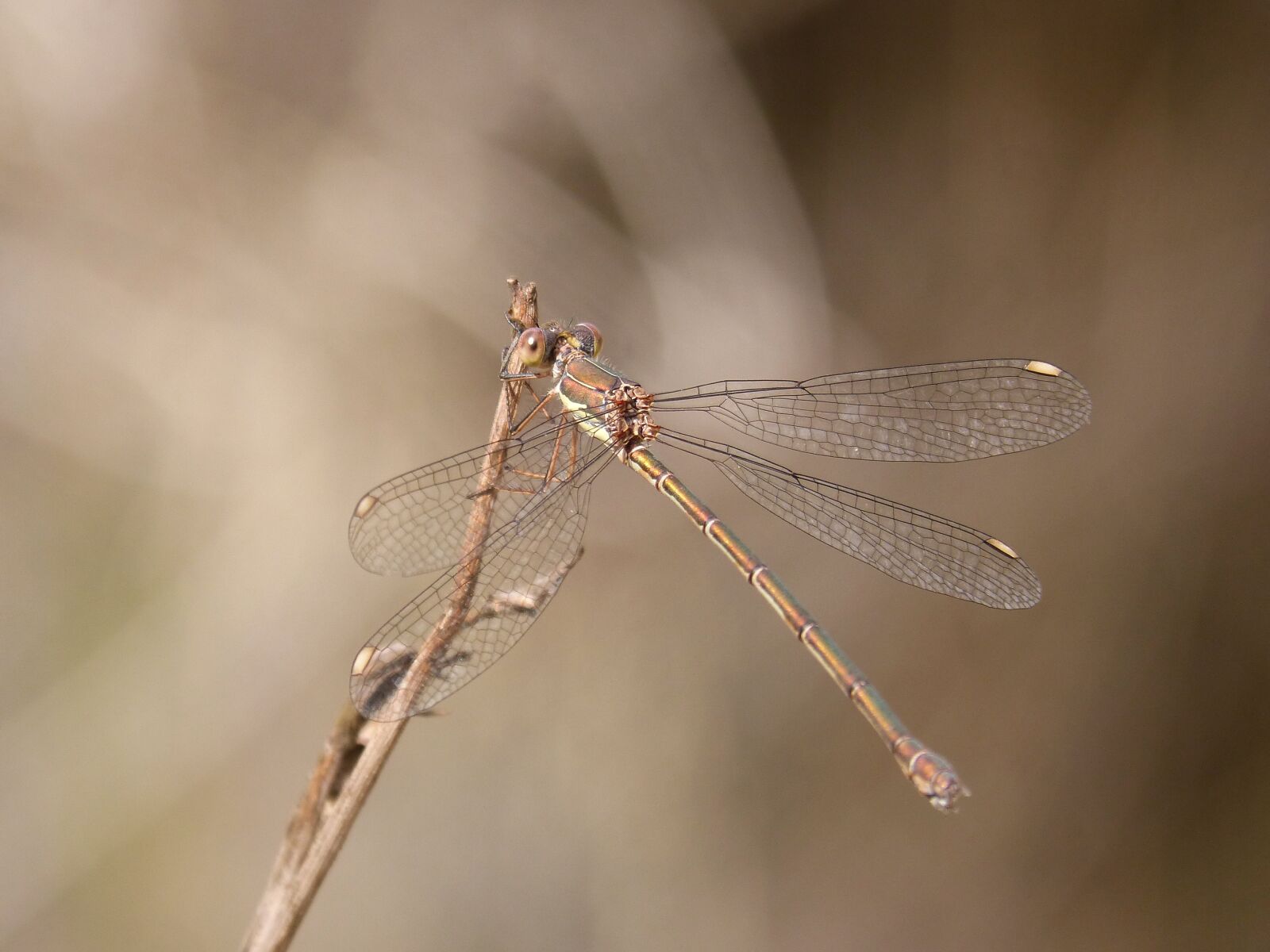 Panasonic DMC-FZ62 sample photo. Lestes viridis, damselfly, dragonfly photography