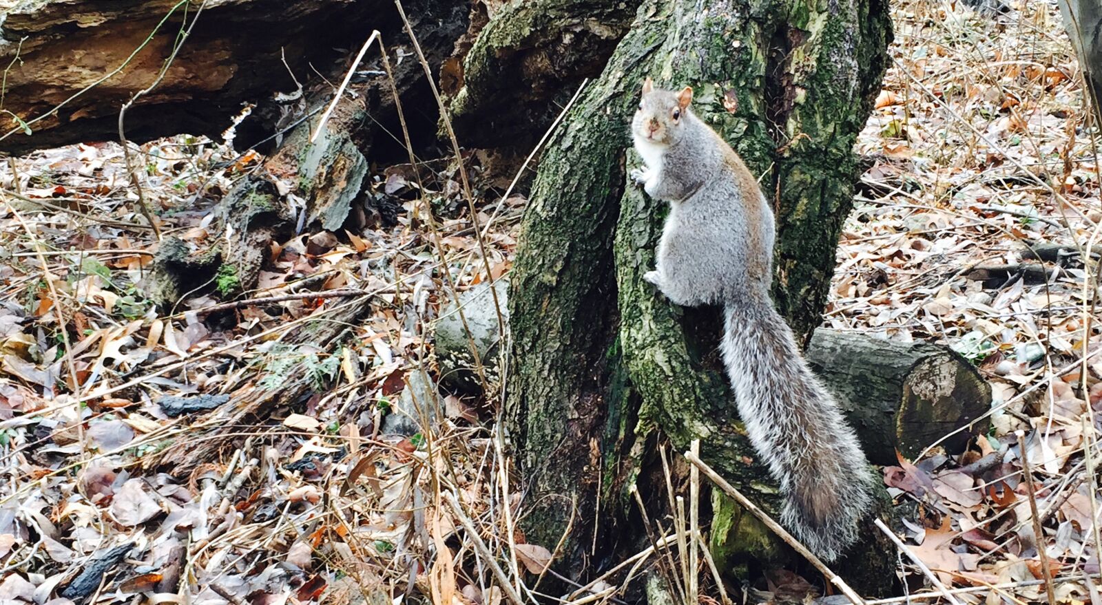 iPhone 6 back camera 4.15mm f/2.2 sample photo. Squirrel photography