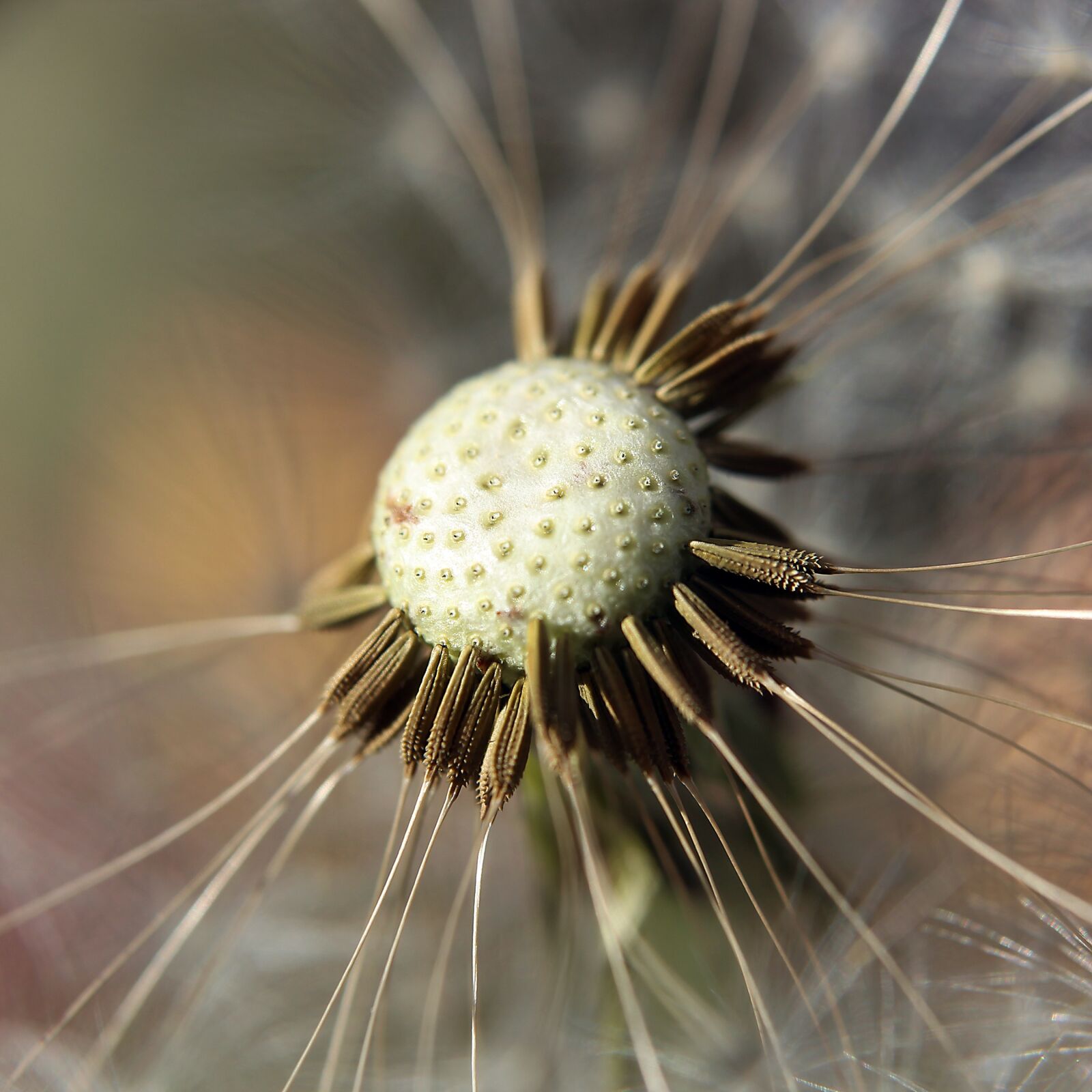 Canon EOS 1300D (EOS Rebel T6 / EOS Kiss X80) sample photo. Dandelion, nature, seeds photography