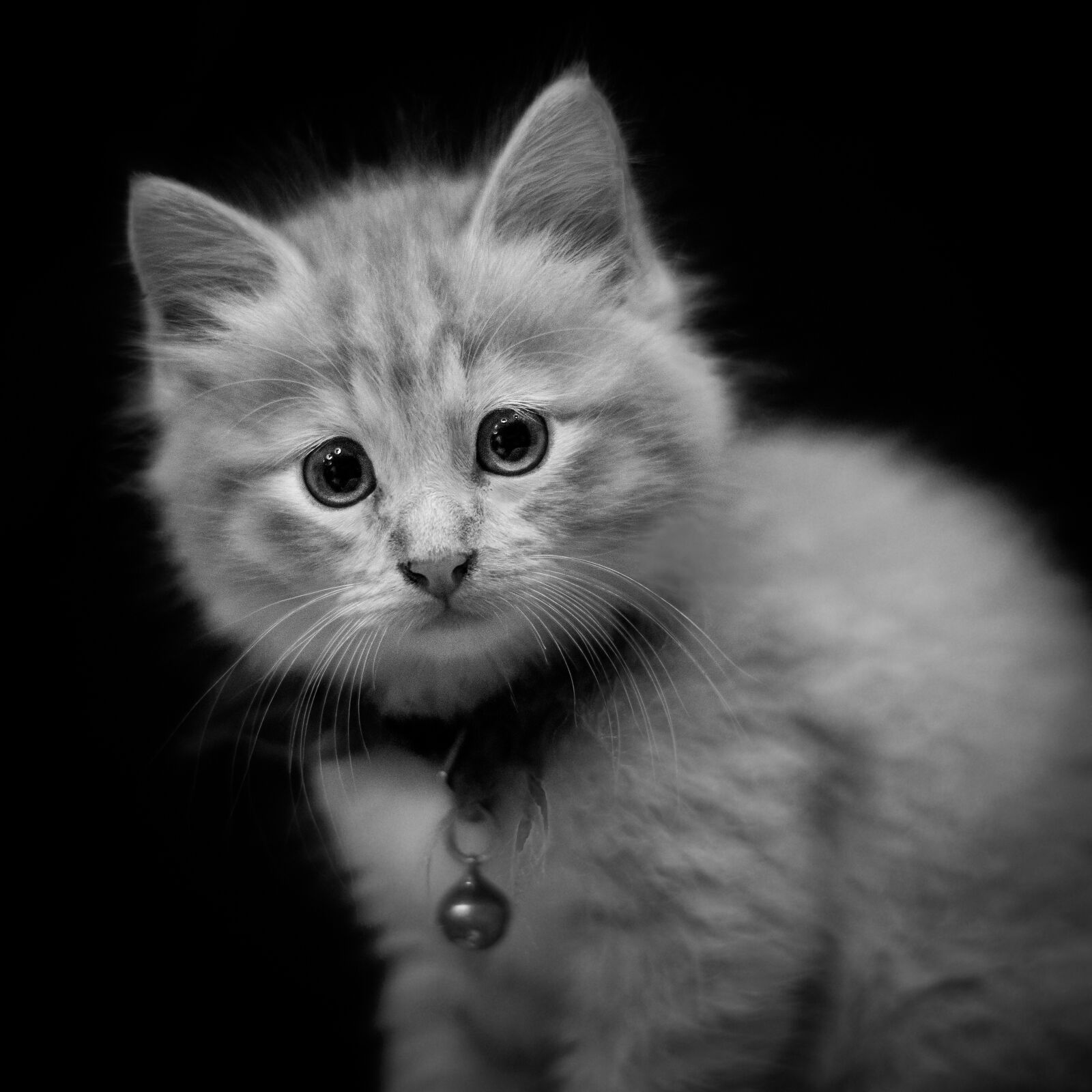 Nikon D500 sample photo. Portrait, kitten, cat photography