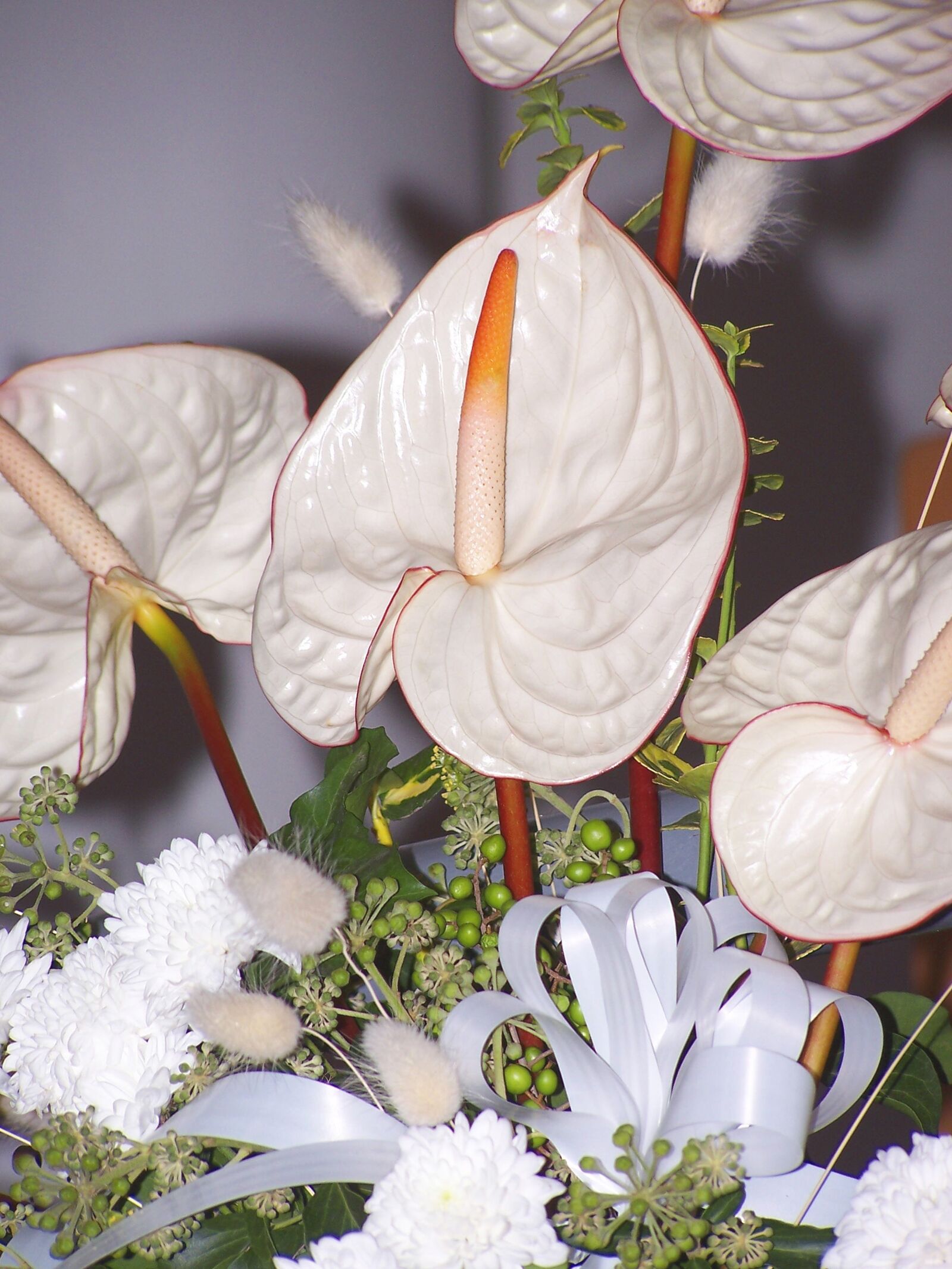 Kodak Z740 ZOOM DIGITAL CAMERA sample photo. Flamingo flower, anthurium, white photography