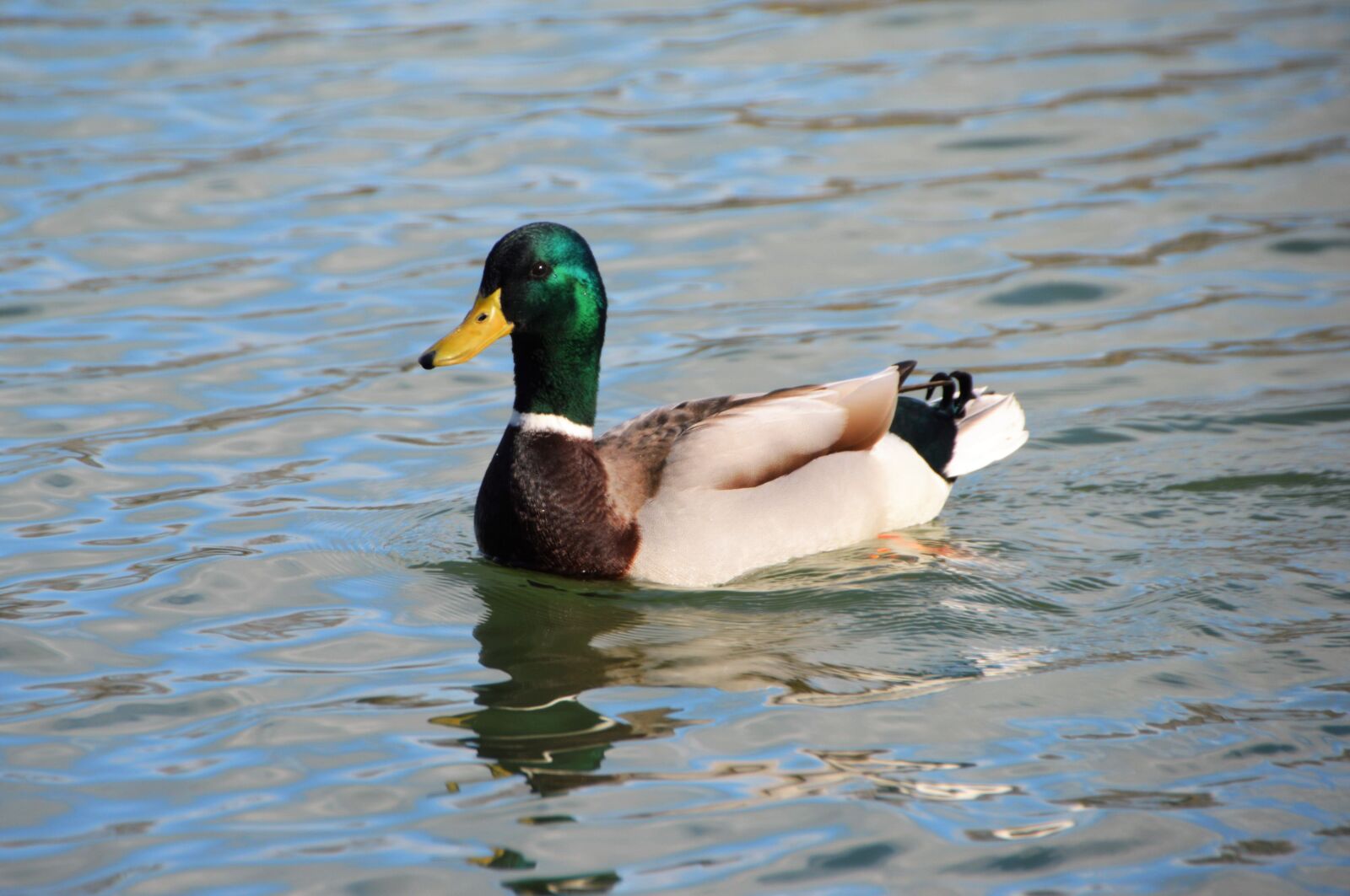 Nikon D3200 sample photo. Duck, mallard, plumage photography