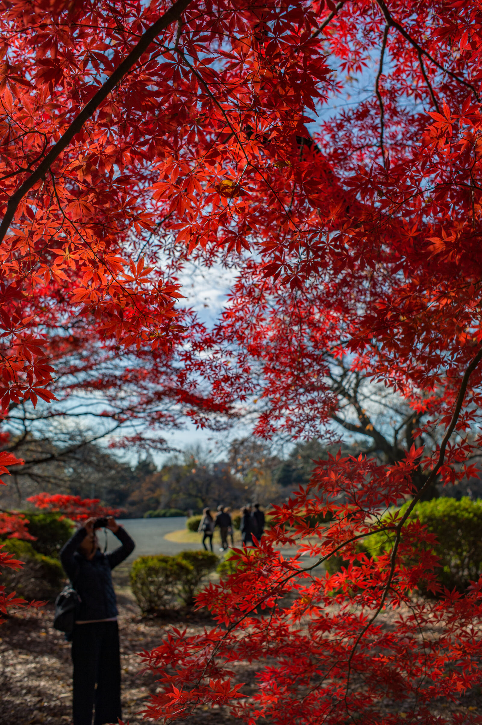 Nikon Df sample photo. Autumn, colours, autumn, leaf photography