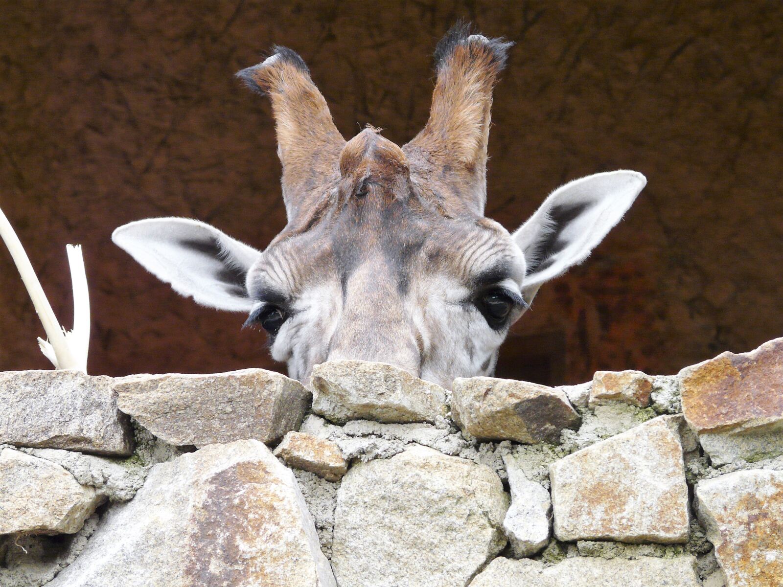 Panasonic DMC-FZ18 sample photo. Animals, zoo, giraffe photography