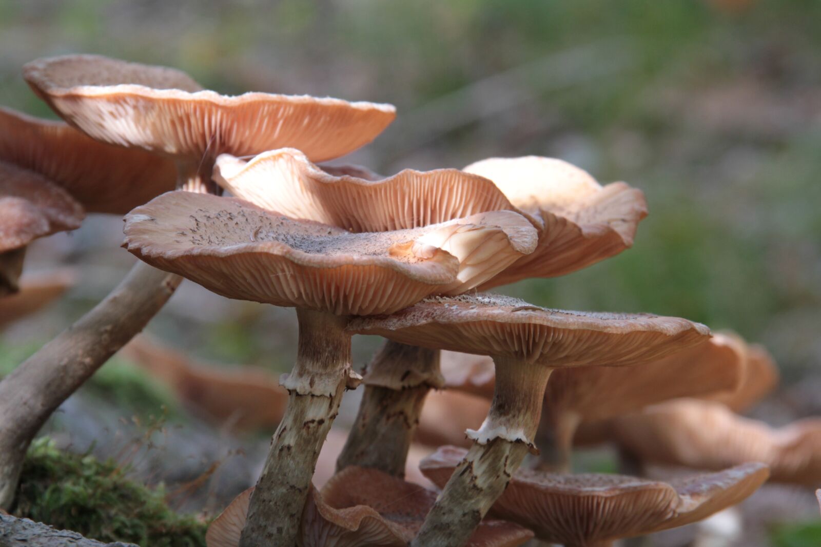 Canon EOS 7D sample photo. Mushrooms, autumn, nature photography