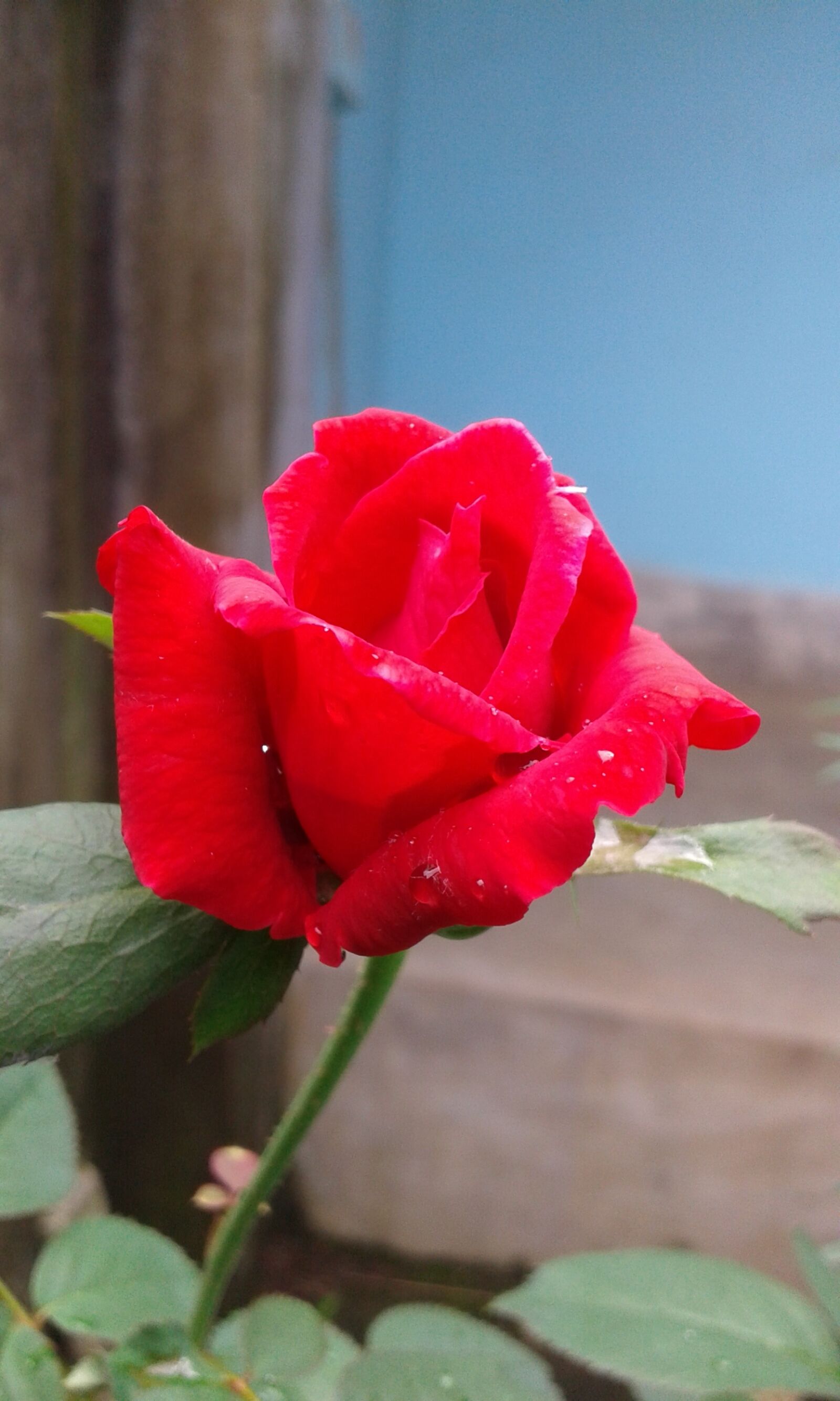 Samsung Galaxy Core Prime sample photo