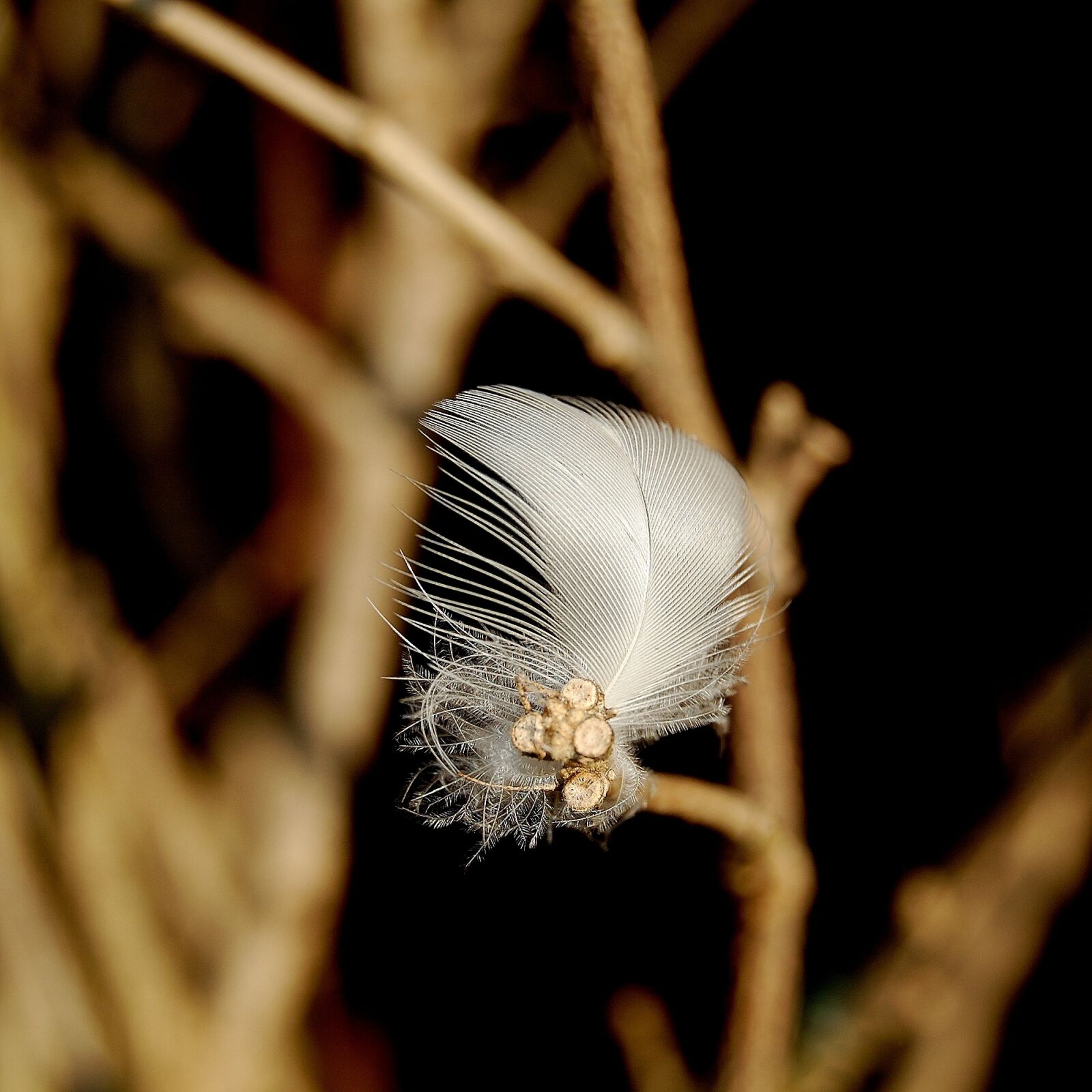 Nikon D40 sample photo. Feather, nature, macro photography