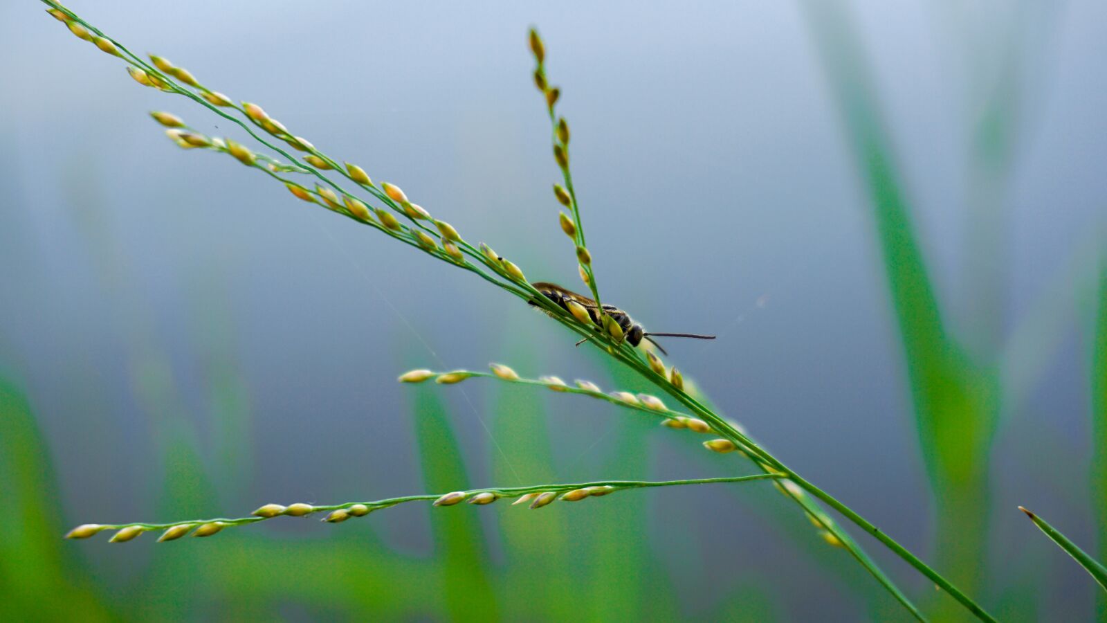 Sony E 16-50mm F3.5-5.6 PZ OSS sample photo. Insect, grass, meadow photography