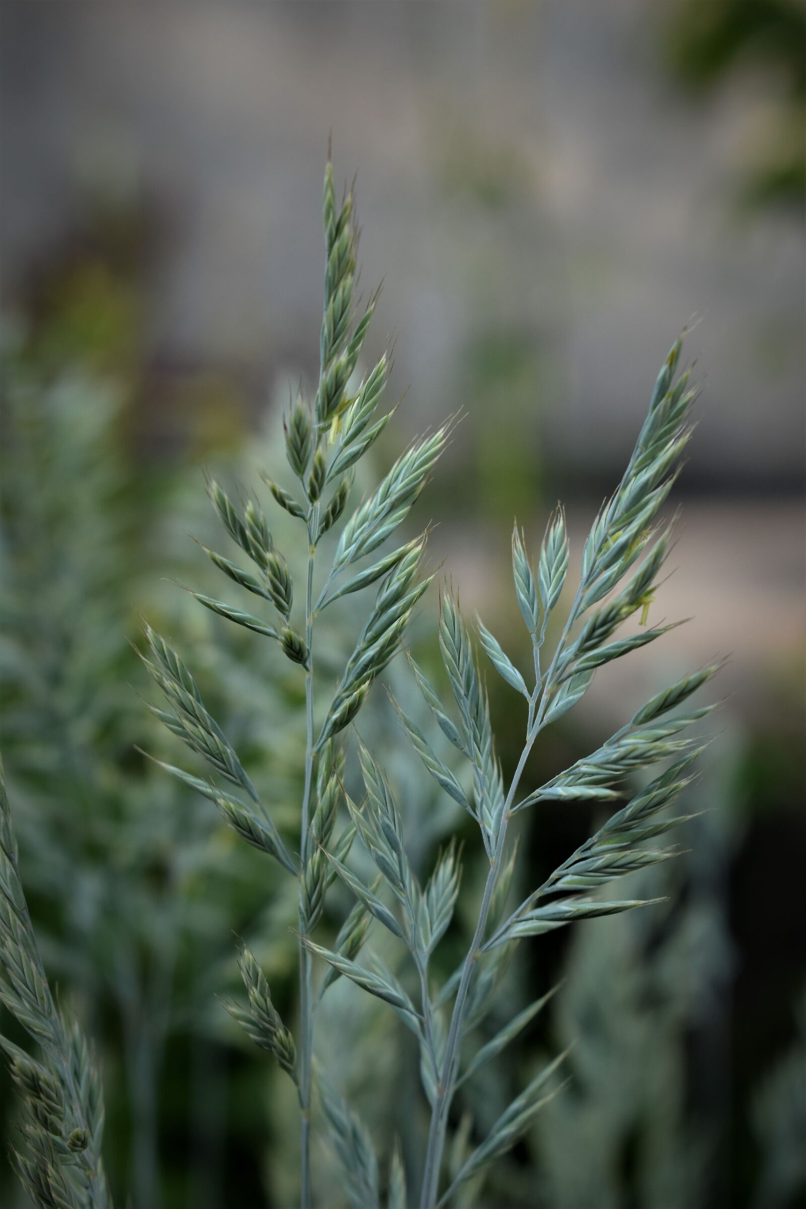 Nikon D5500 sample photo. Bamboo grassedit this page photography