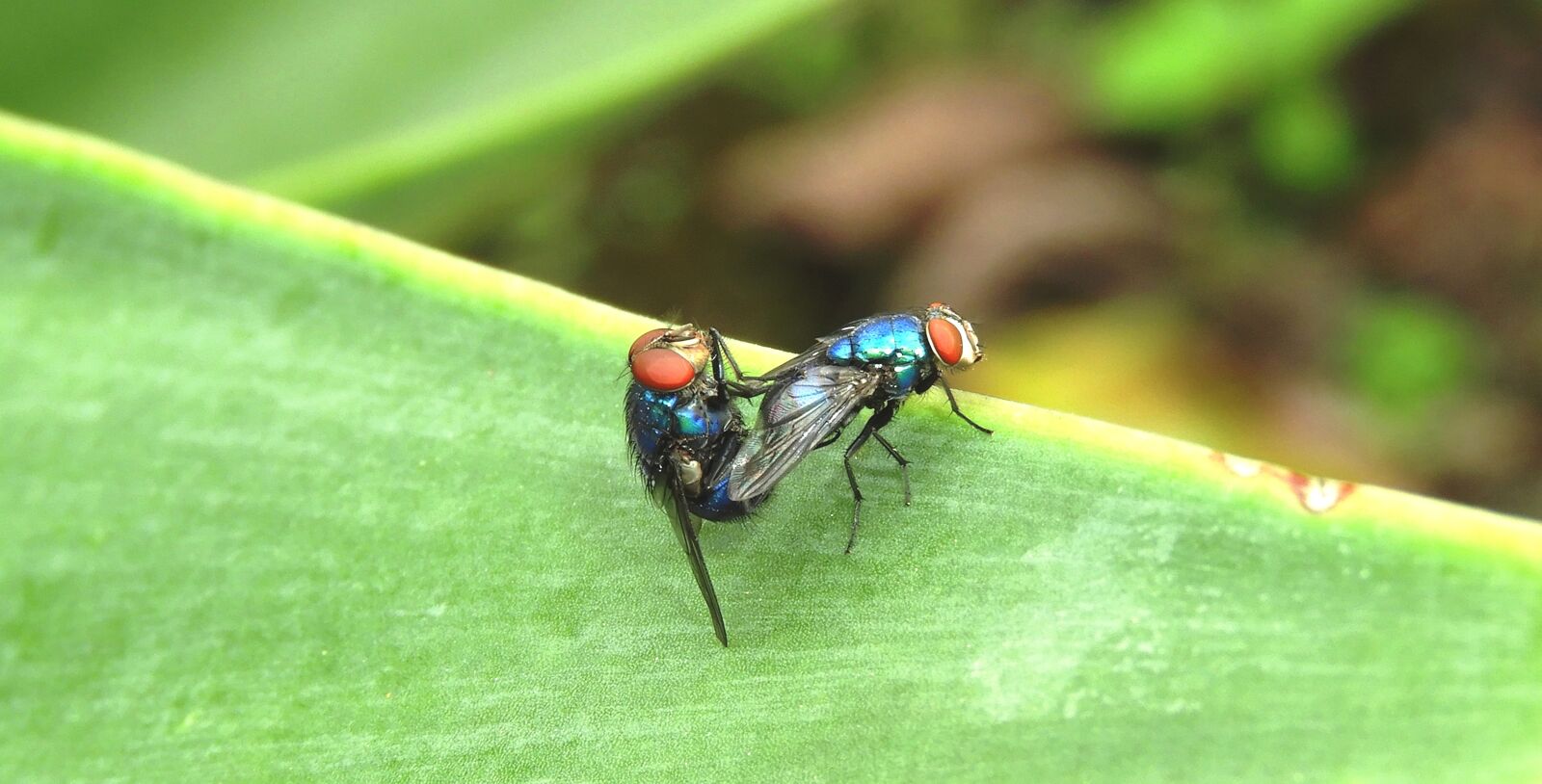 Nikon Coolpix B700 sample photo. Macro, insect, flies copulating photography