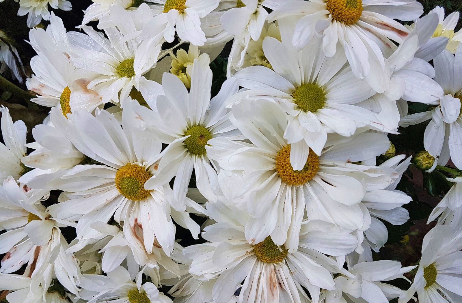 Samsung Galaxy S7 Edge sample photo. Flower, floral, nature photography