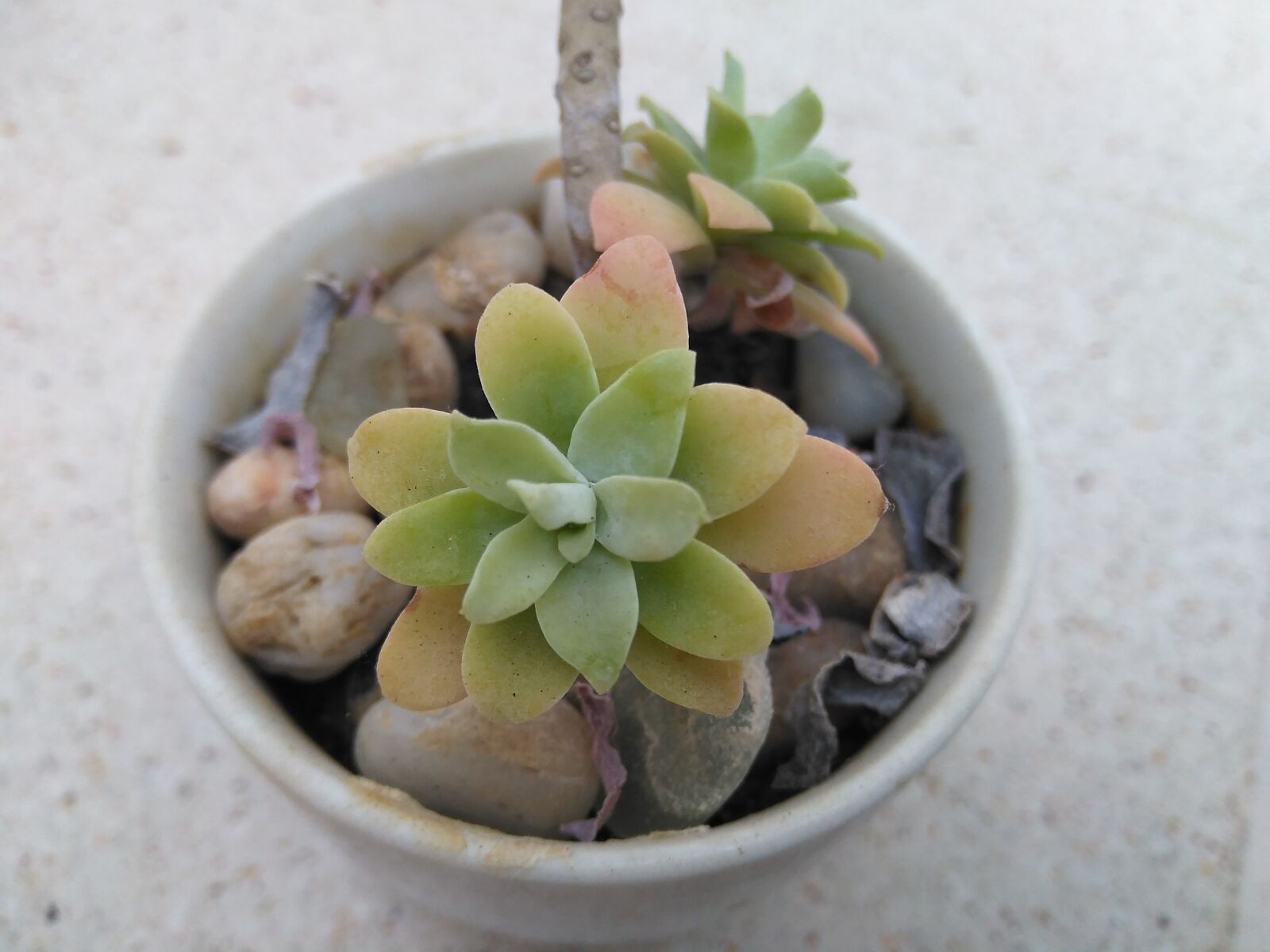 HUAWEI DUB-LX1 sample photo. Plant, fat, green photography