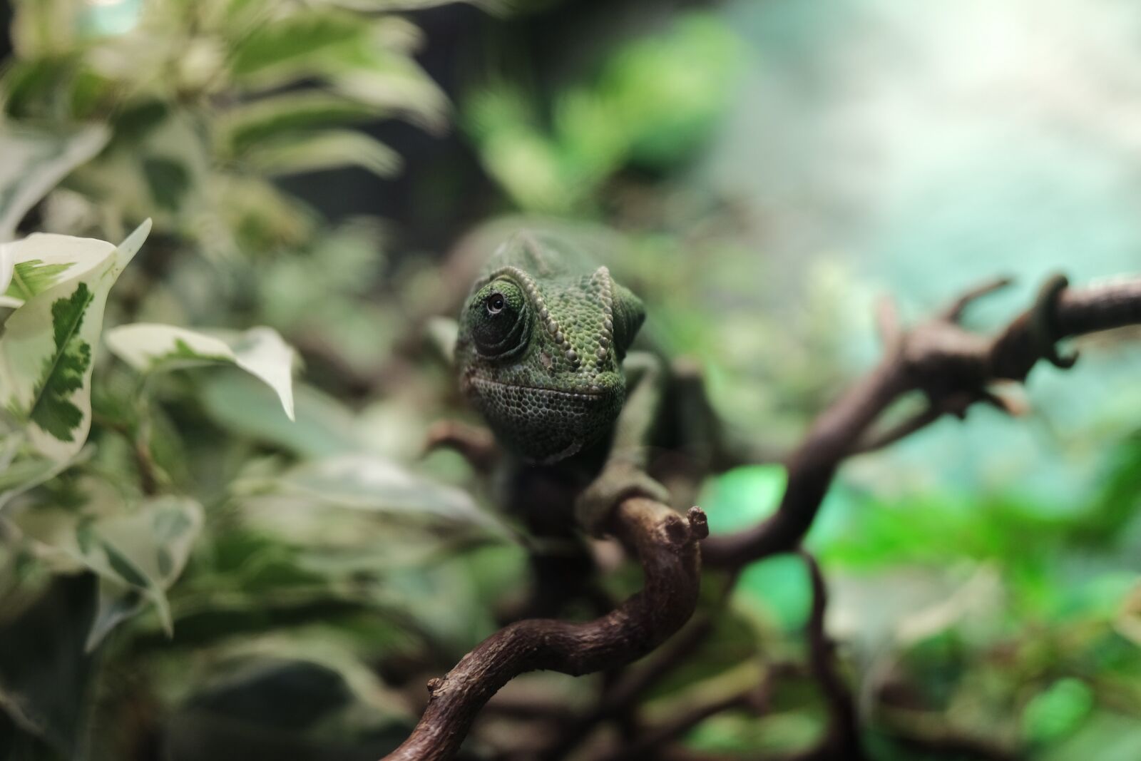 Fujifilm X70 sample photo. Reptile, jungle, lizard photography