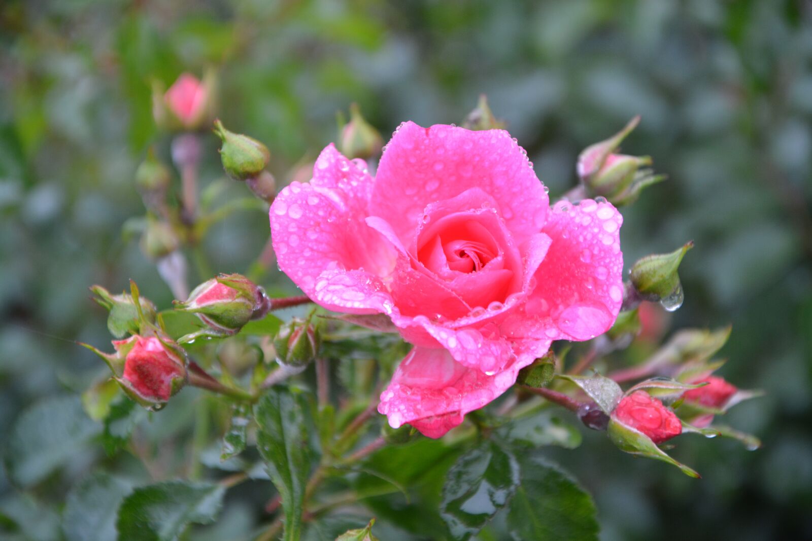 Nikon D5200 sample photo. Flower, pink, pink flowers photography