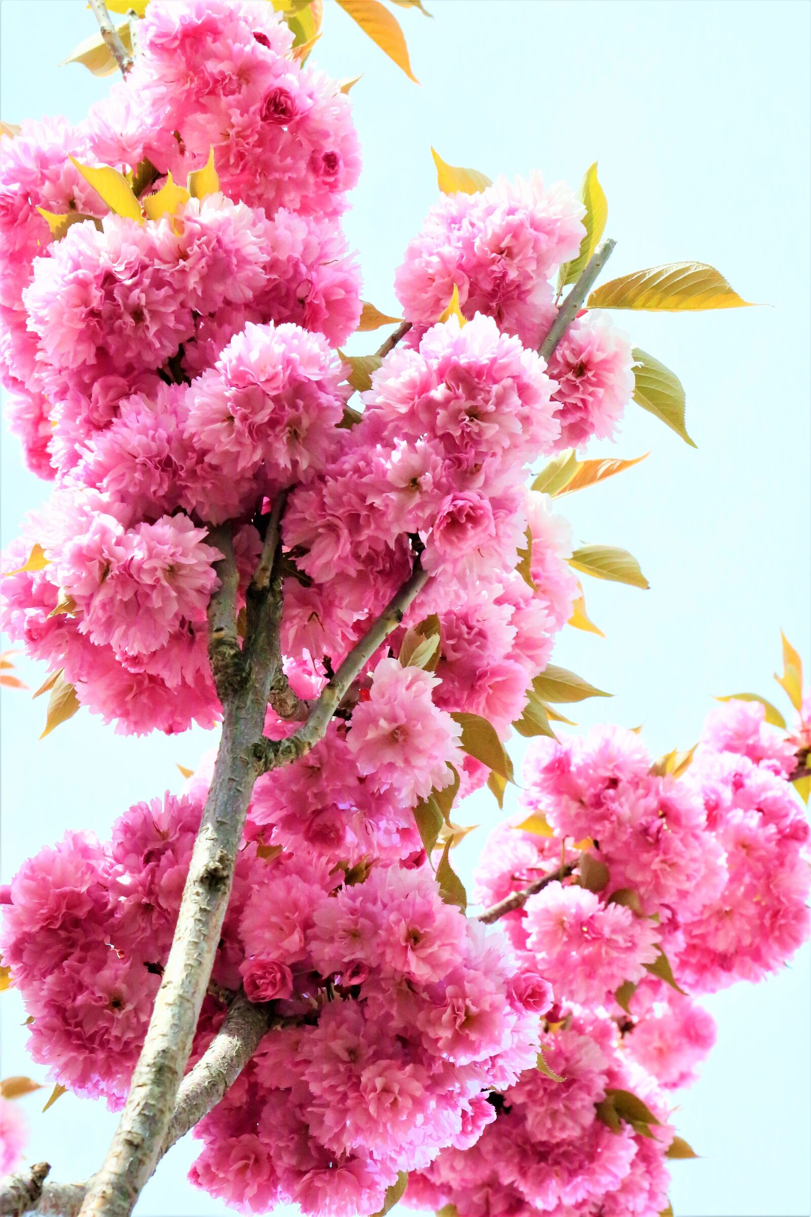 Canon EF 24-105mm F4L IS USM sample photo. Flowers, spring, pink photography