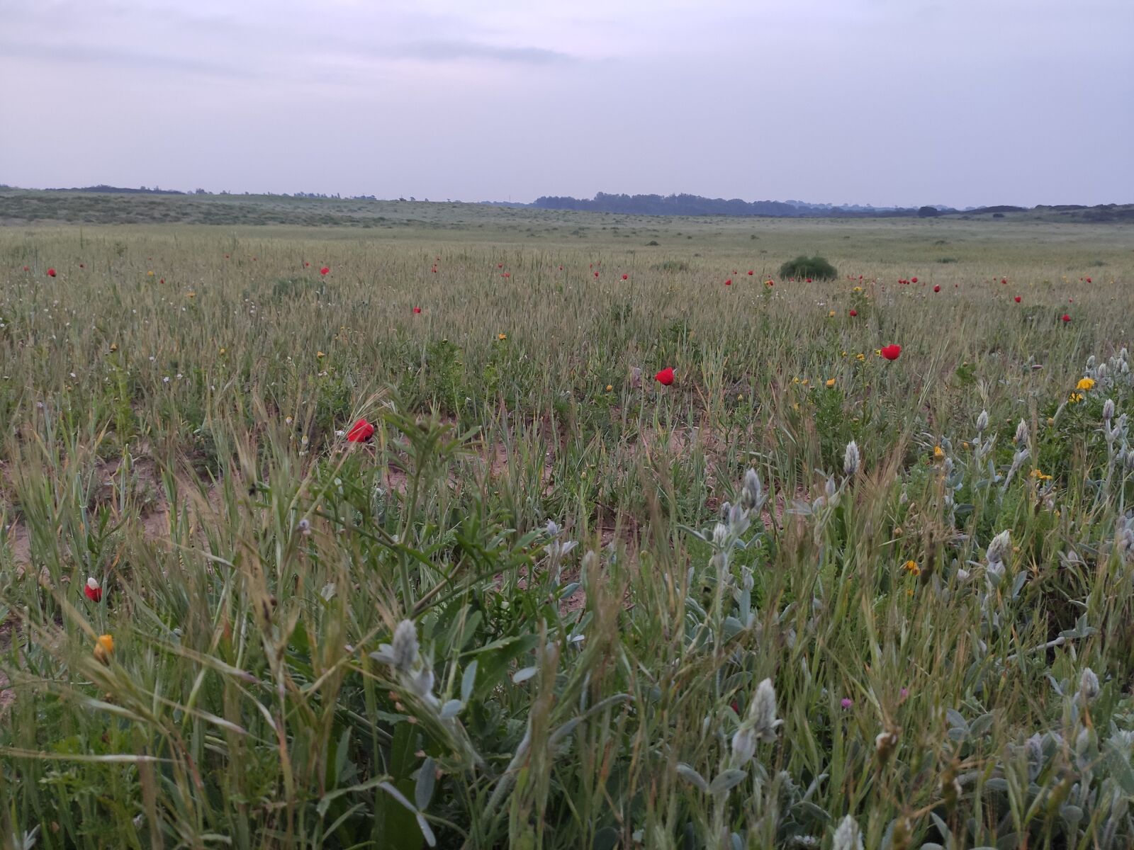 Xiaomi Mi 9T sample photo. Field, spring, grass photography