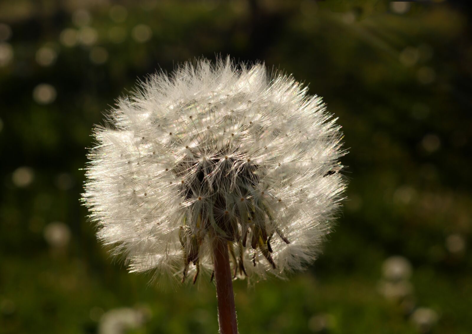 Panasonic Lumix DMC-GX8 sample photo. Dandelion, close up, sun photography