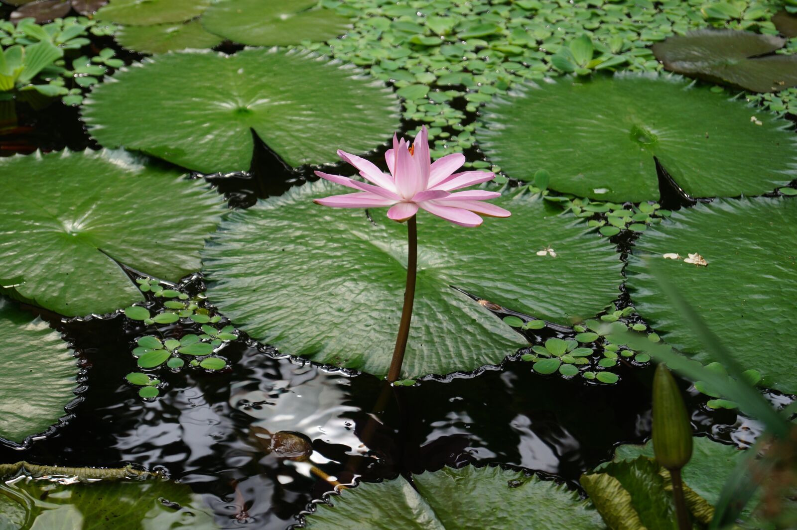 Sony DT 18-55mm F3.5-5.6 SAM II sample photo. Aquatic plant, botanical garden photography
